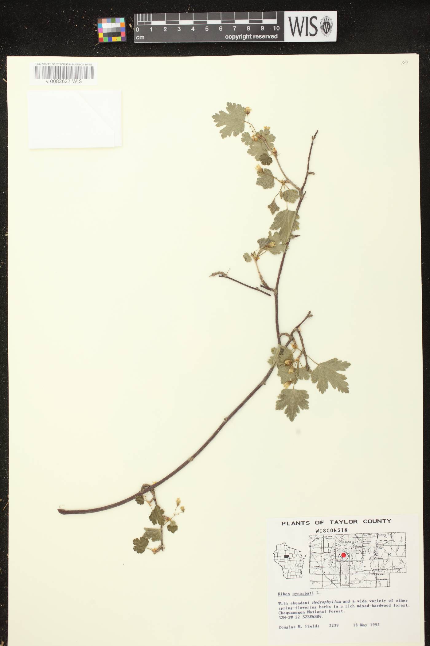 Ribes cynosbati image