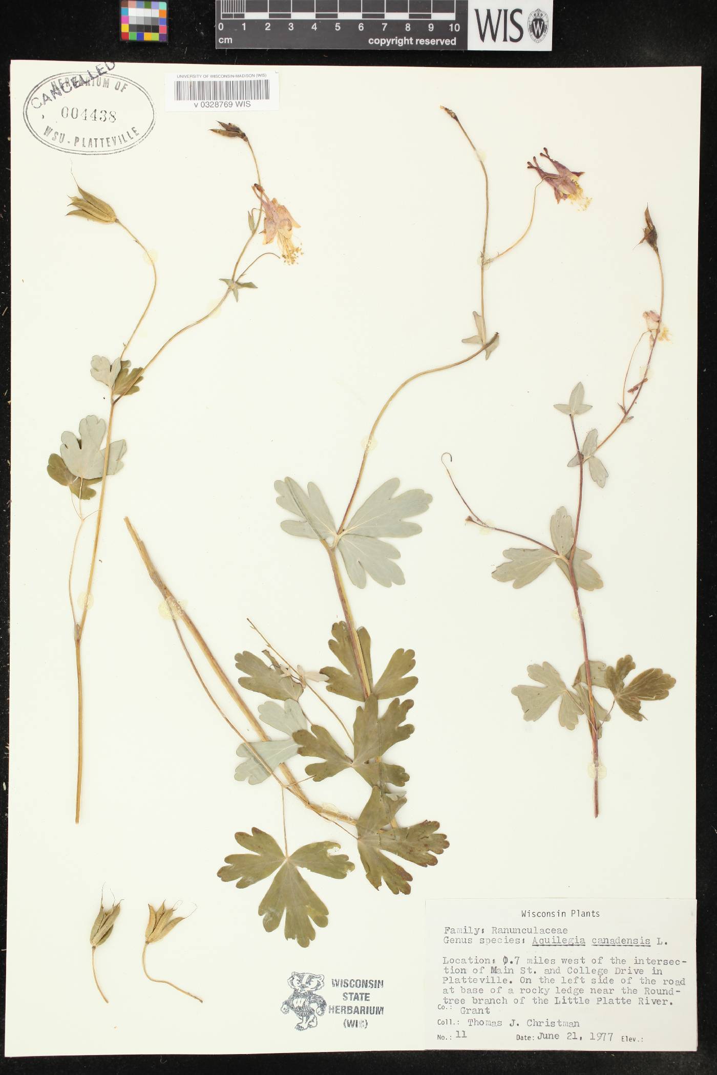 Aquilegia canadensis image