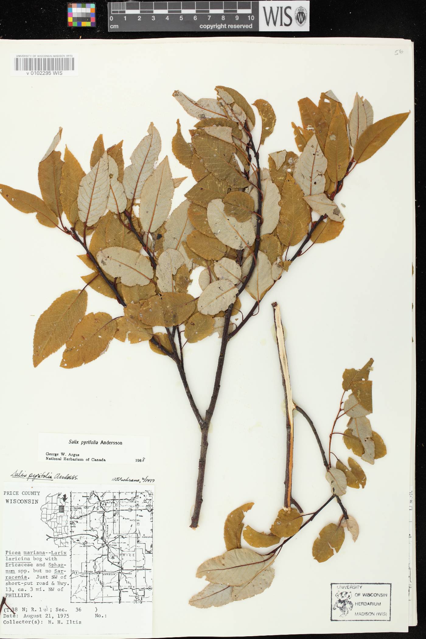 Salix pyrifolia image