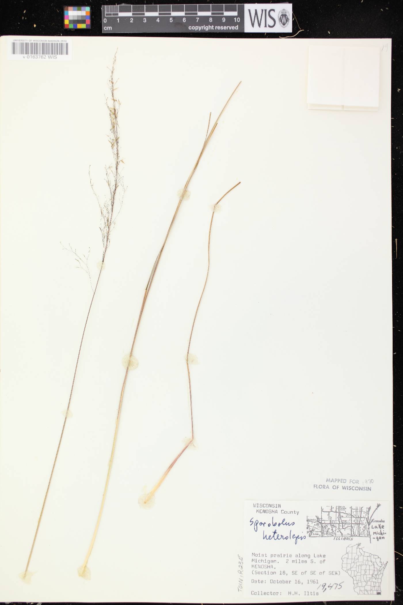 Sporobolus heterolepis image