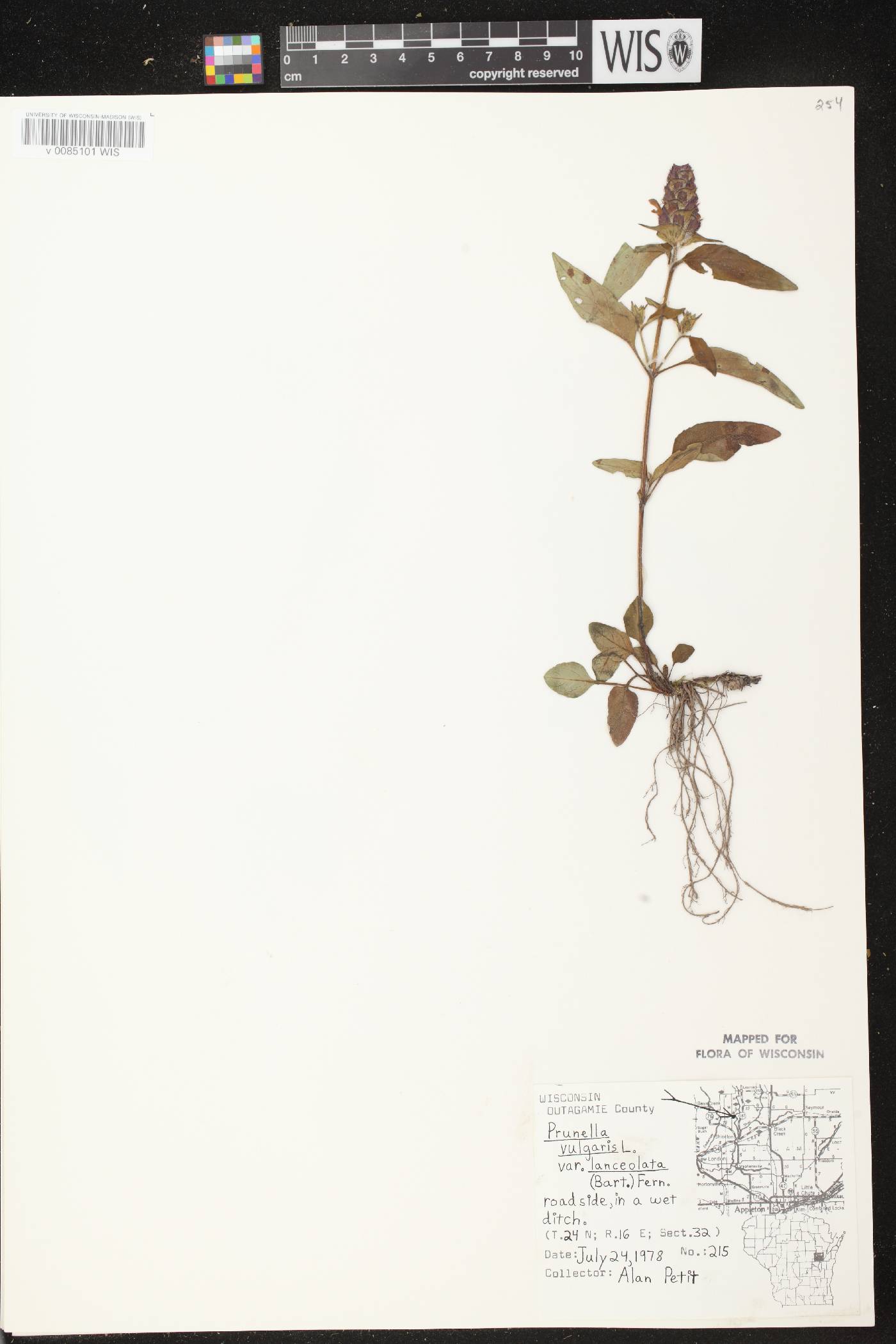 Prunella vulgaris image