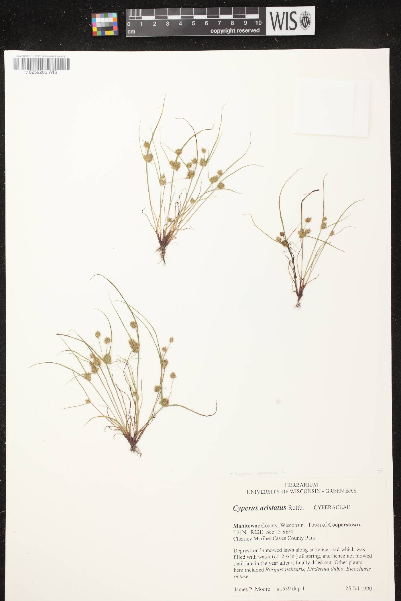 Cyperus squarrosus image