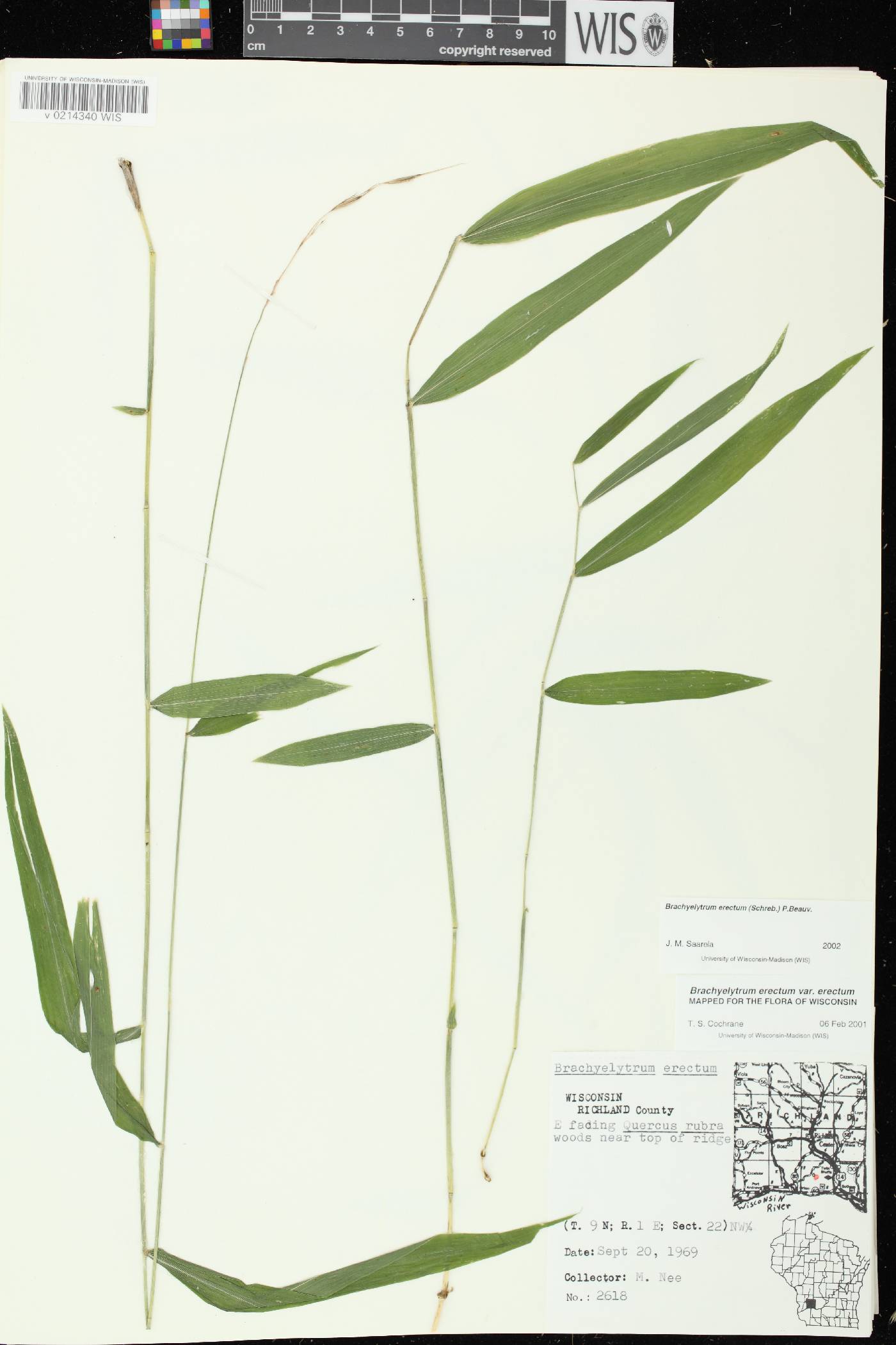 Brachyelytrum erectum image