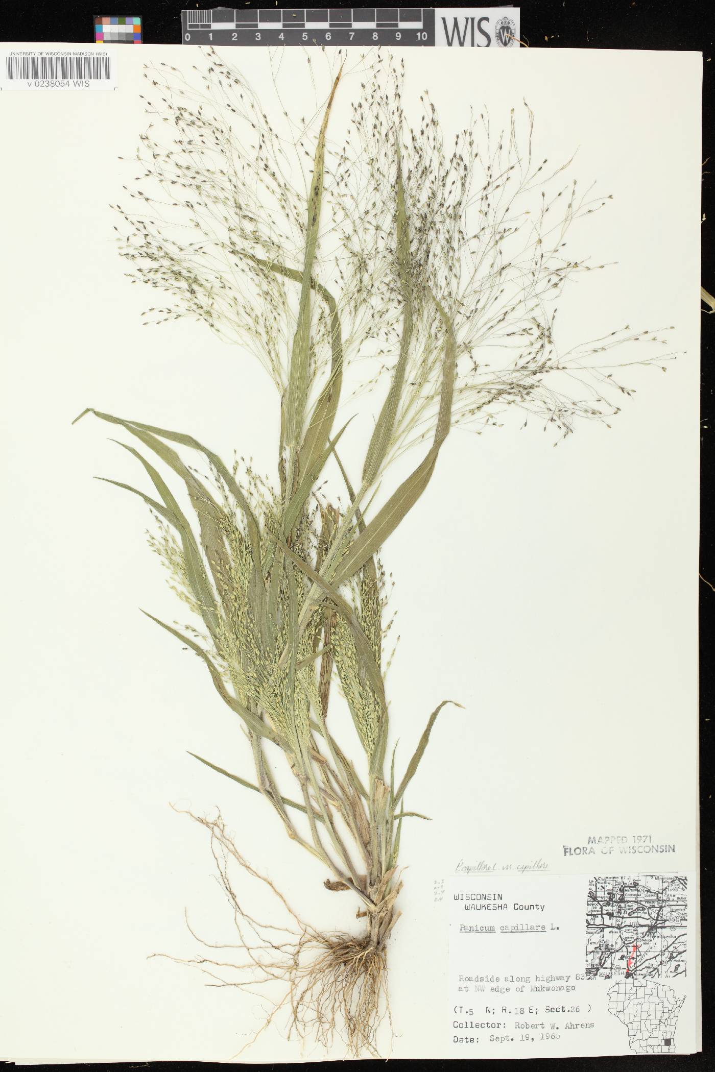 Panicum capillare image
