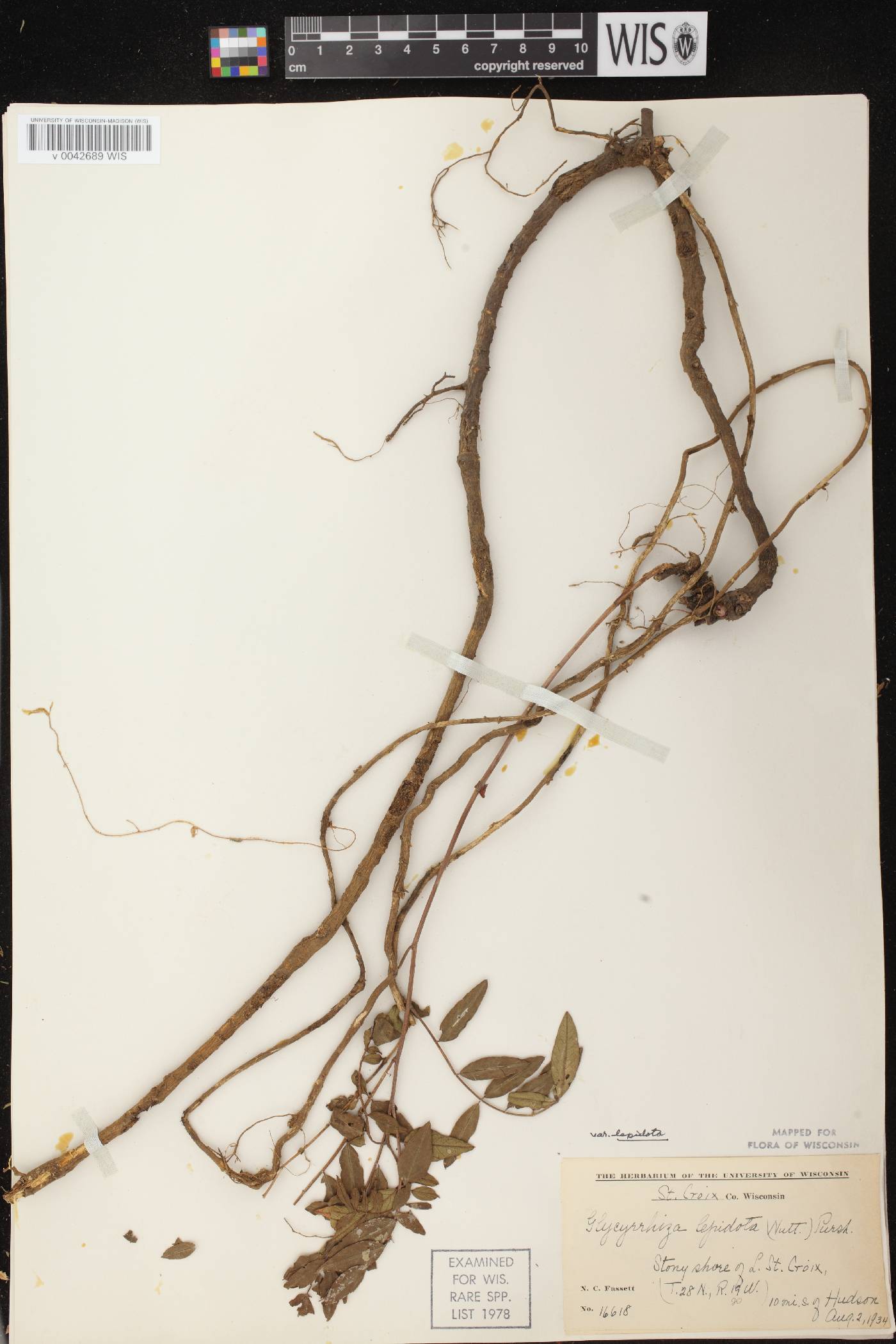 Glycyrrhiza lepidota image