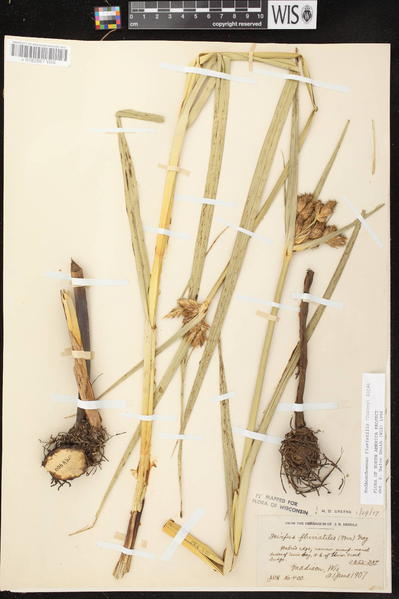 Bolboschoenus fluviatilis image