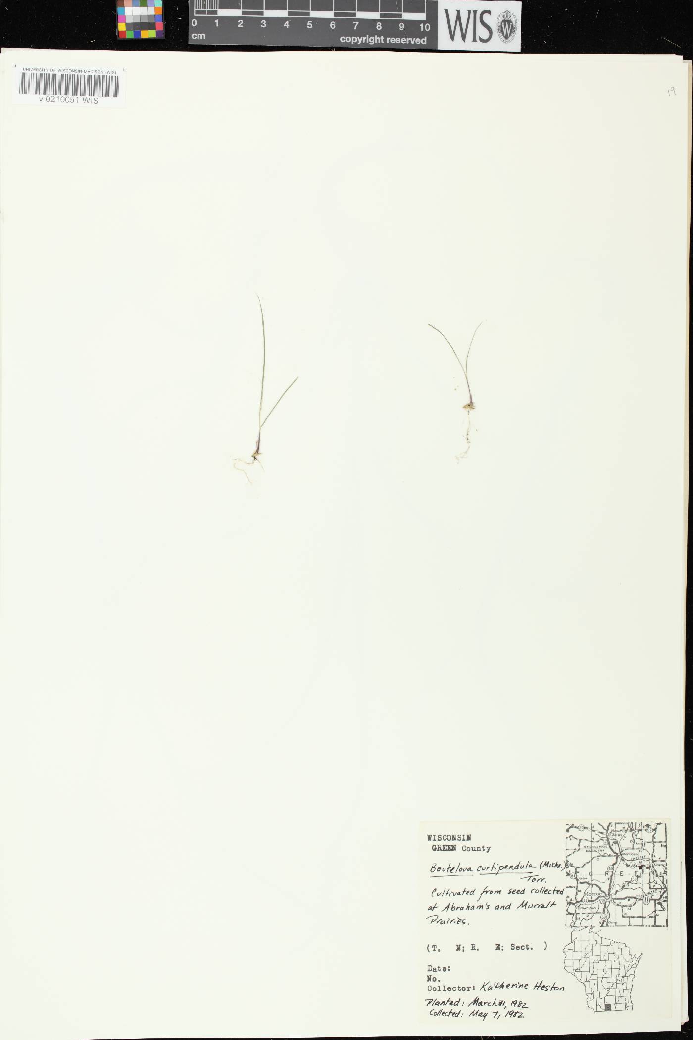 Bouteloua curtipendula image