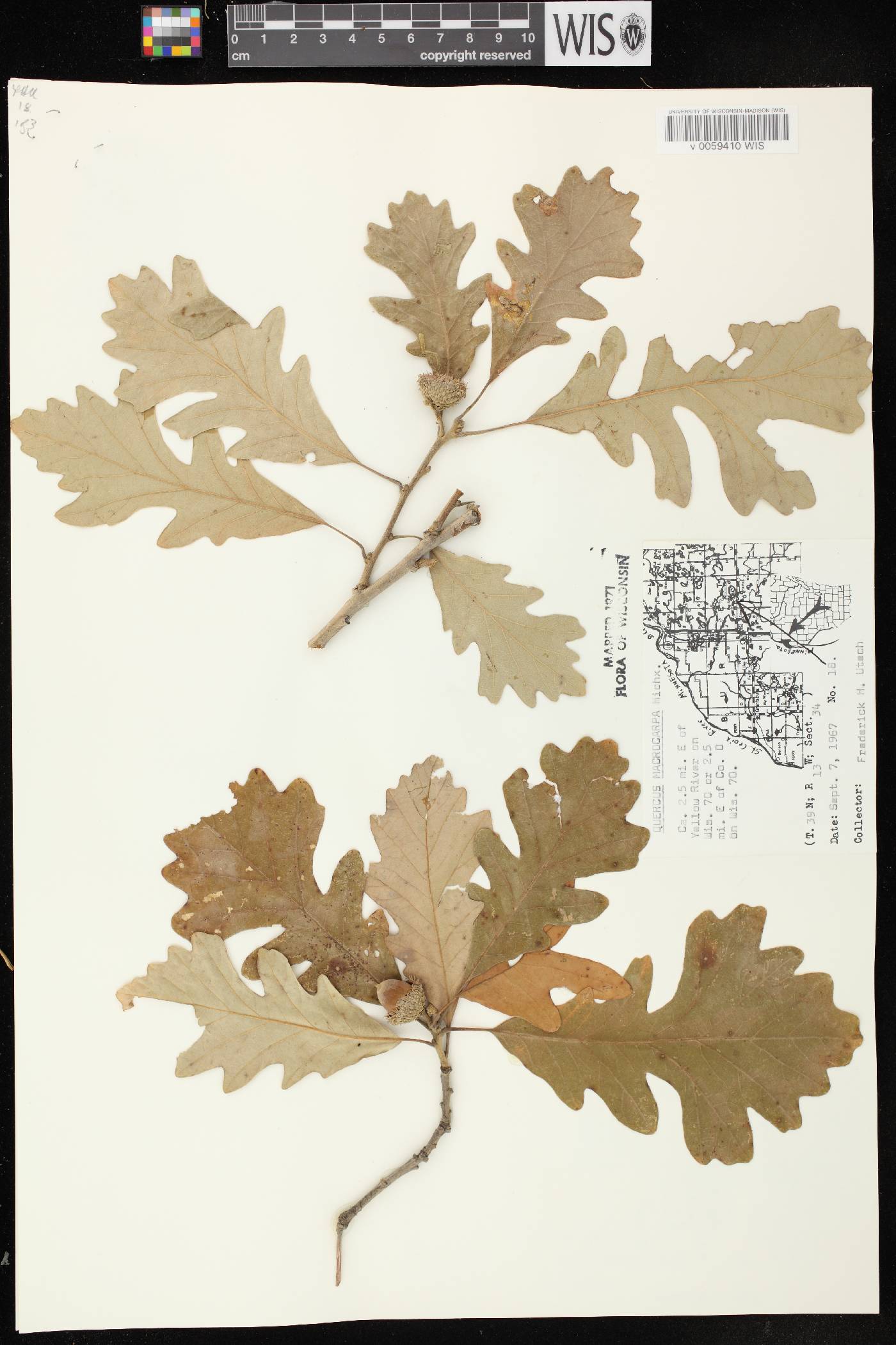 Quercus macrocarpa image