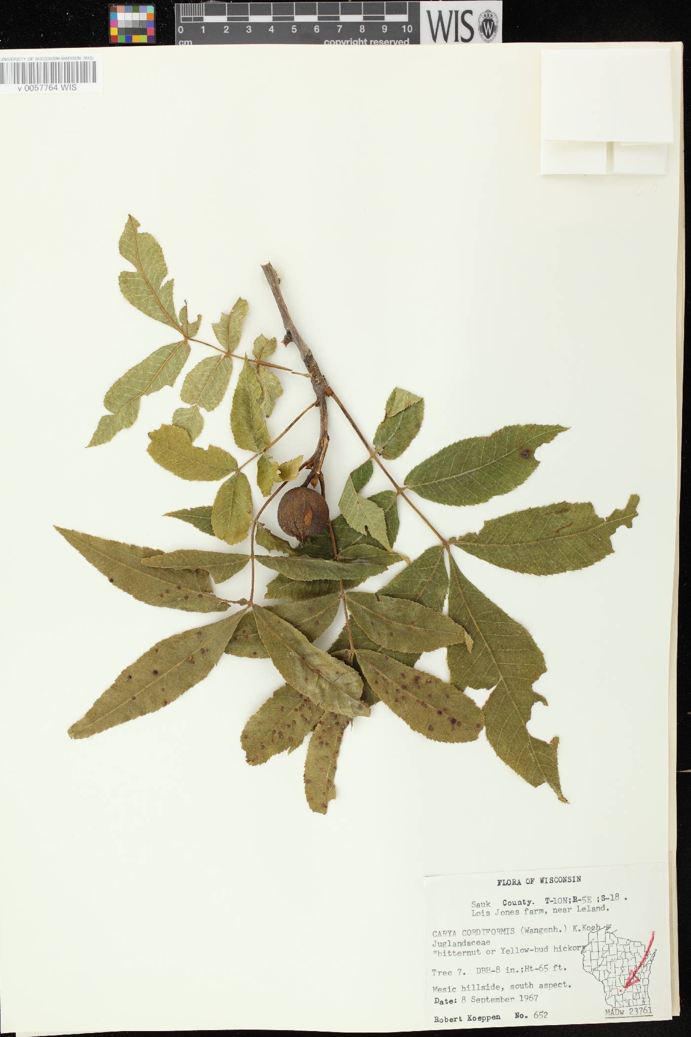 Carya cordiformis image