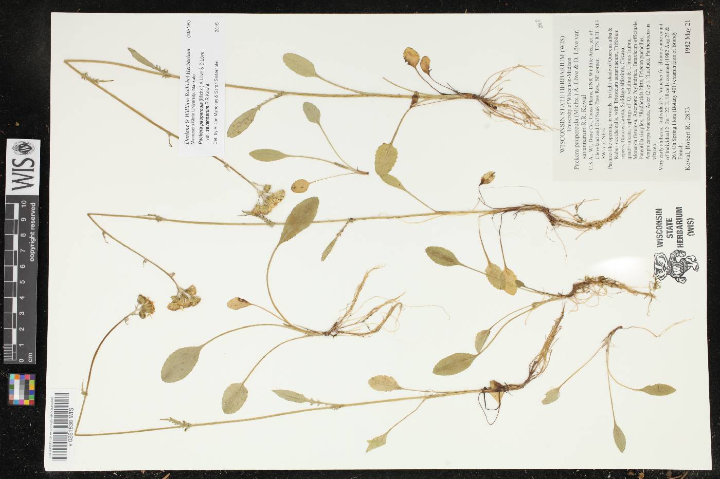 Packera paupercula image