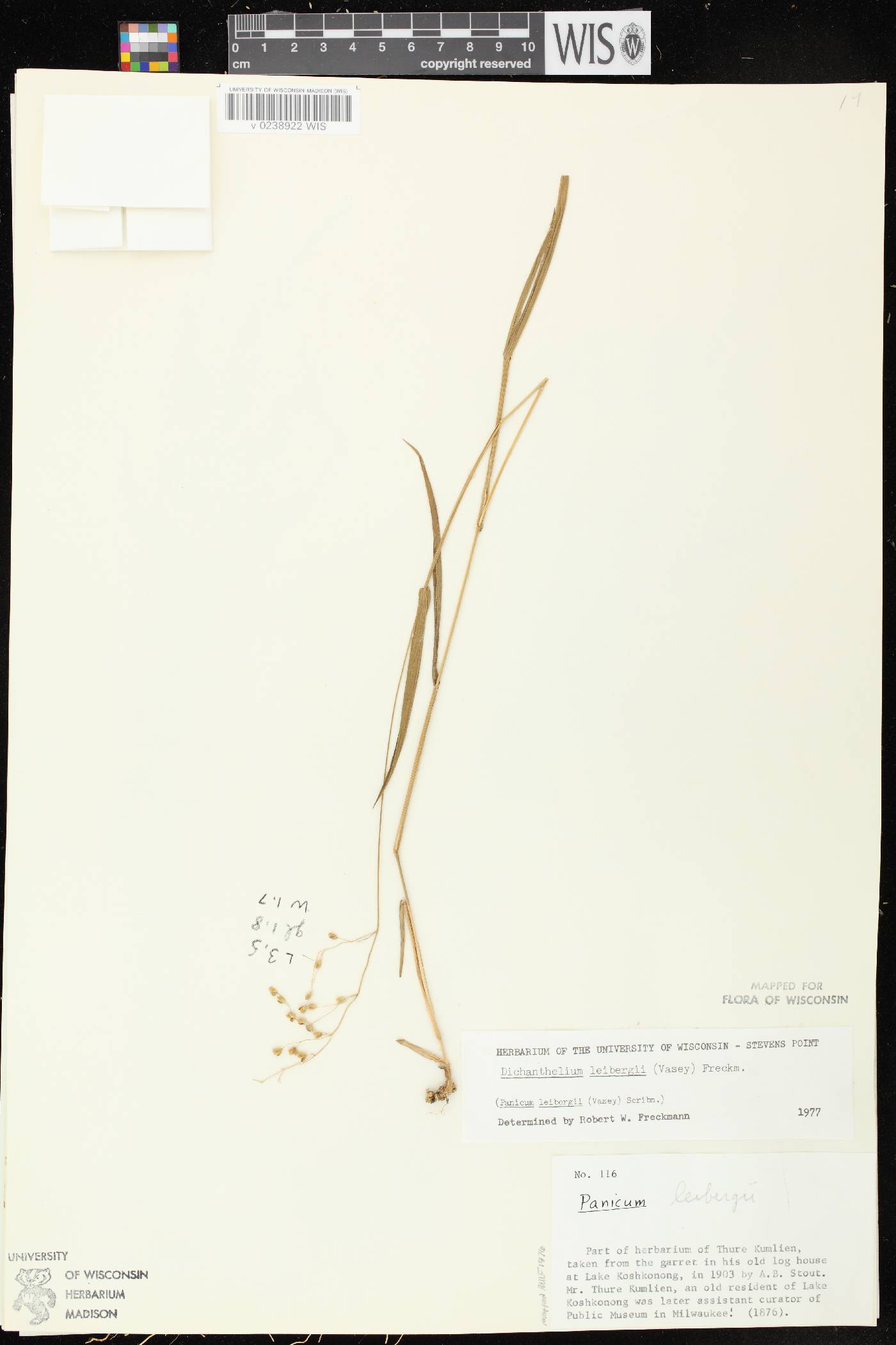 Dichanthelium leibergii image