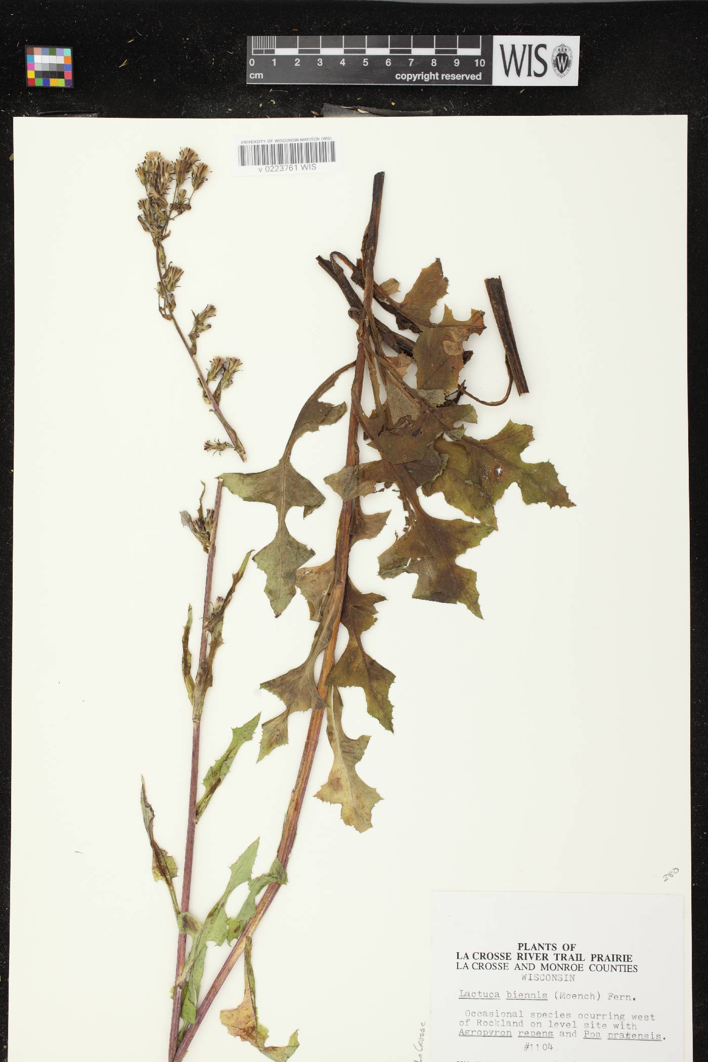 Lactuca biennis image
