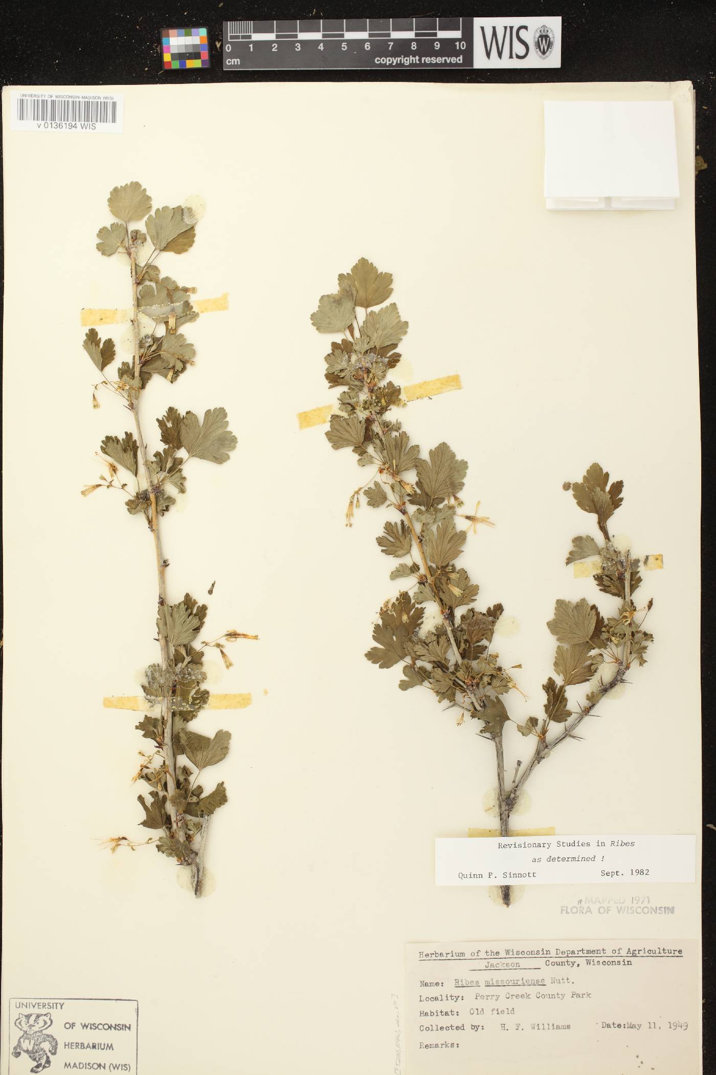 Ribes missouriense image