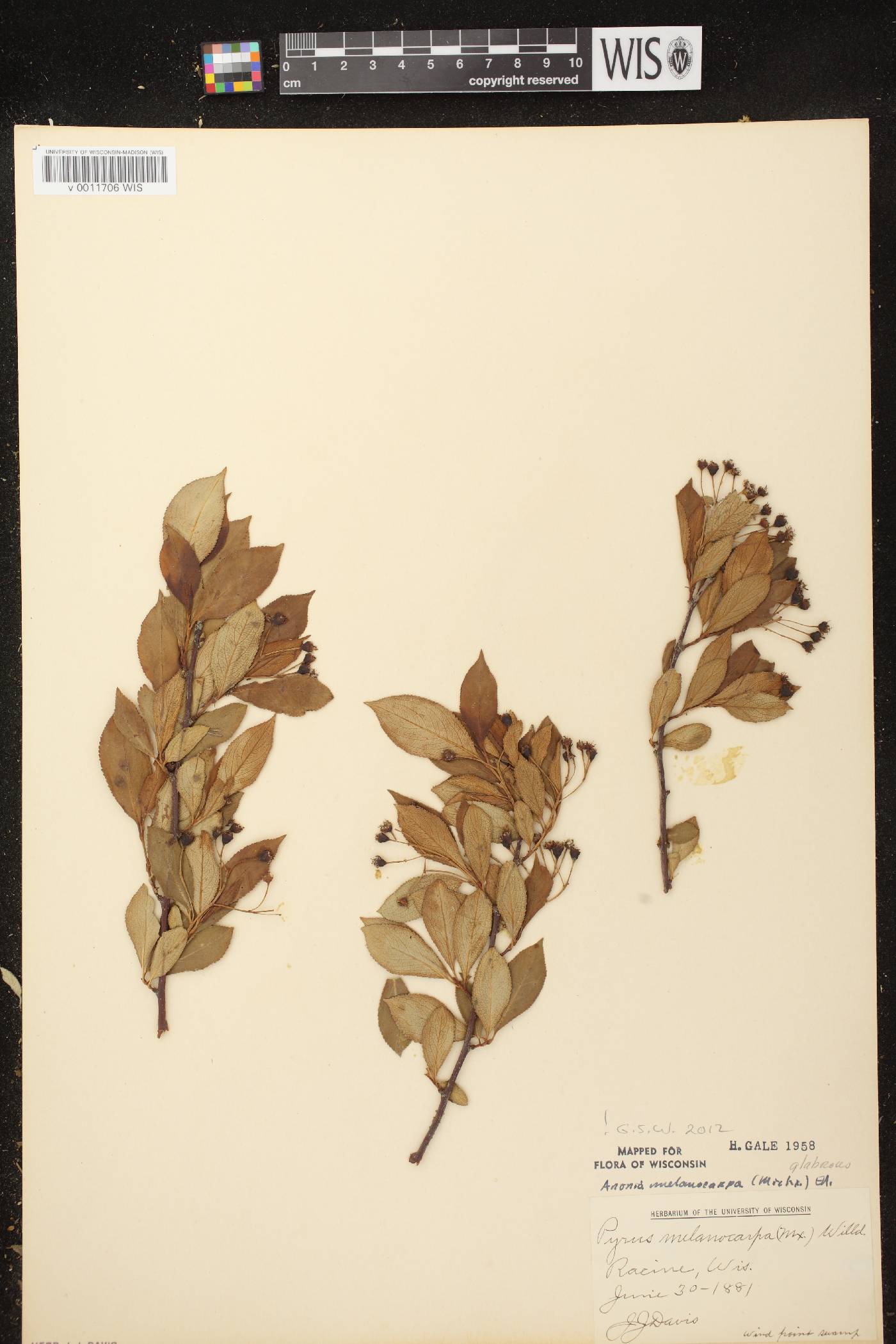 Aronia x prunifolia image