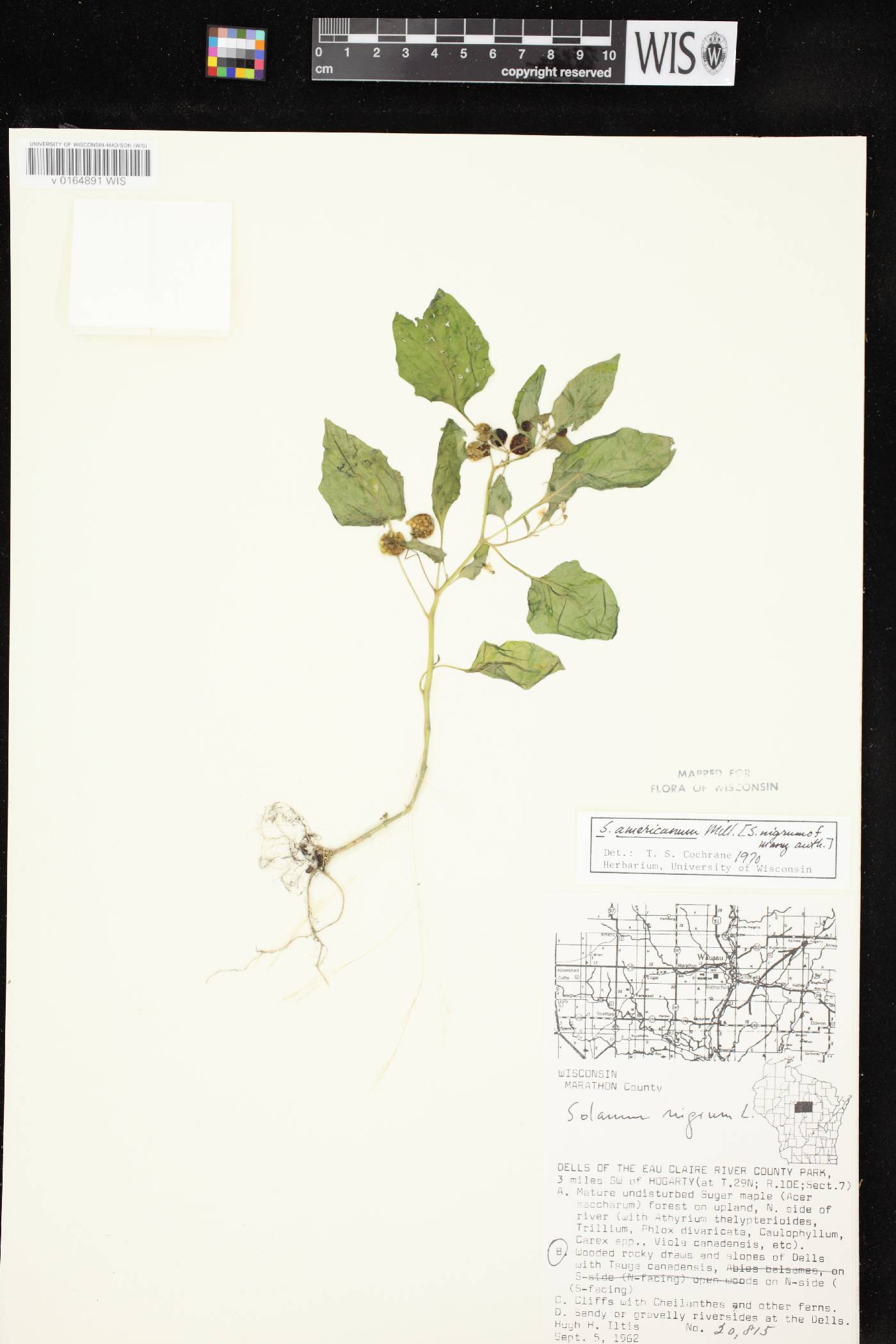 Solanum ptychanthum image