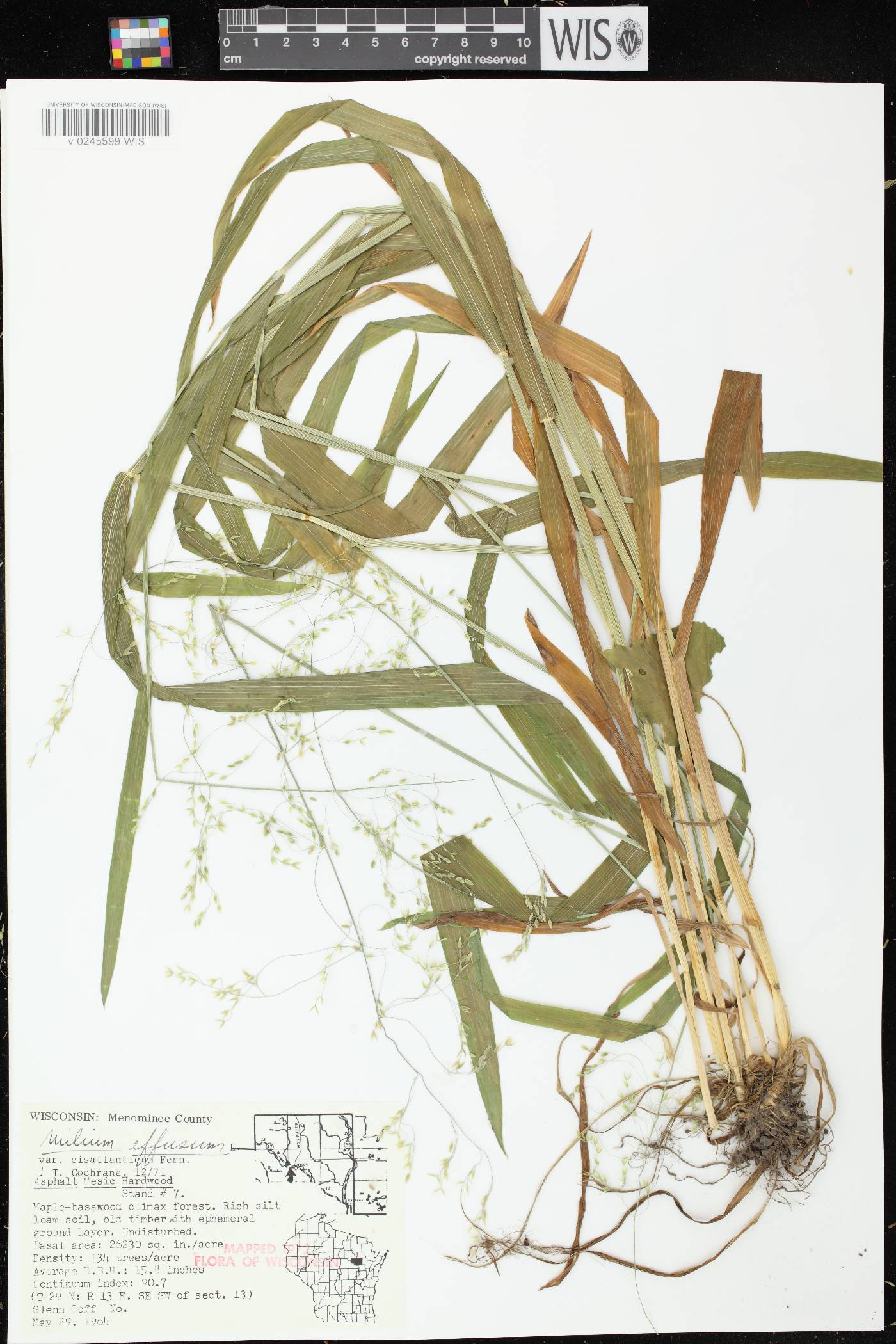 Milium effusum image