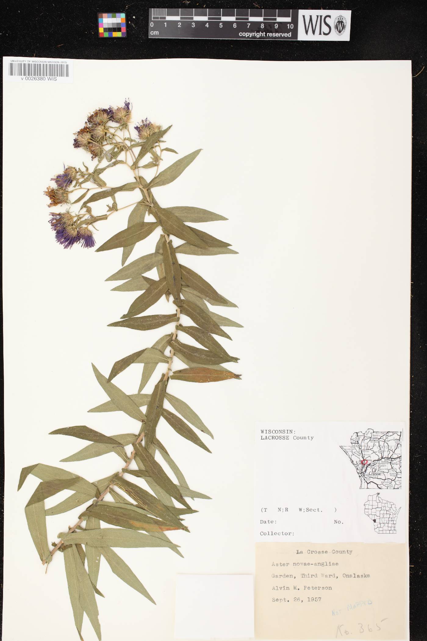 Symphyotrichum novae-angliae image