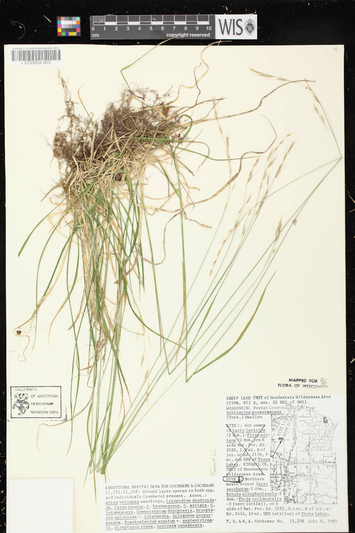 Schizachne purpurascens image