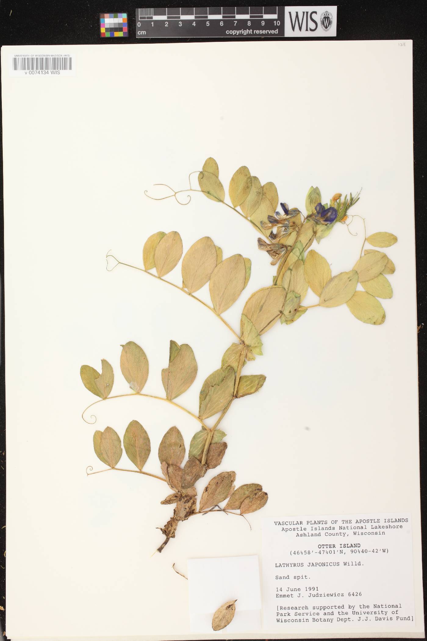 Lathyrus japonicus image