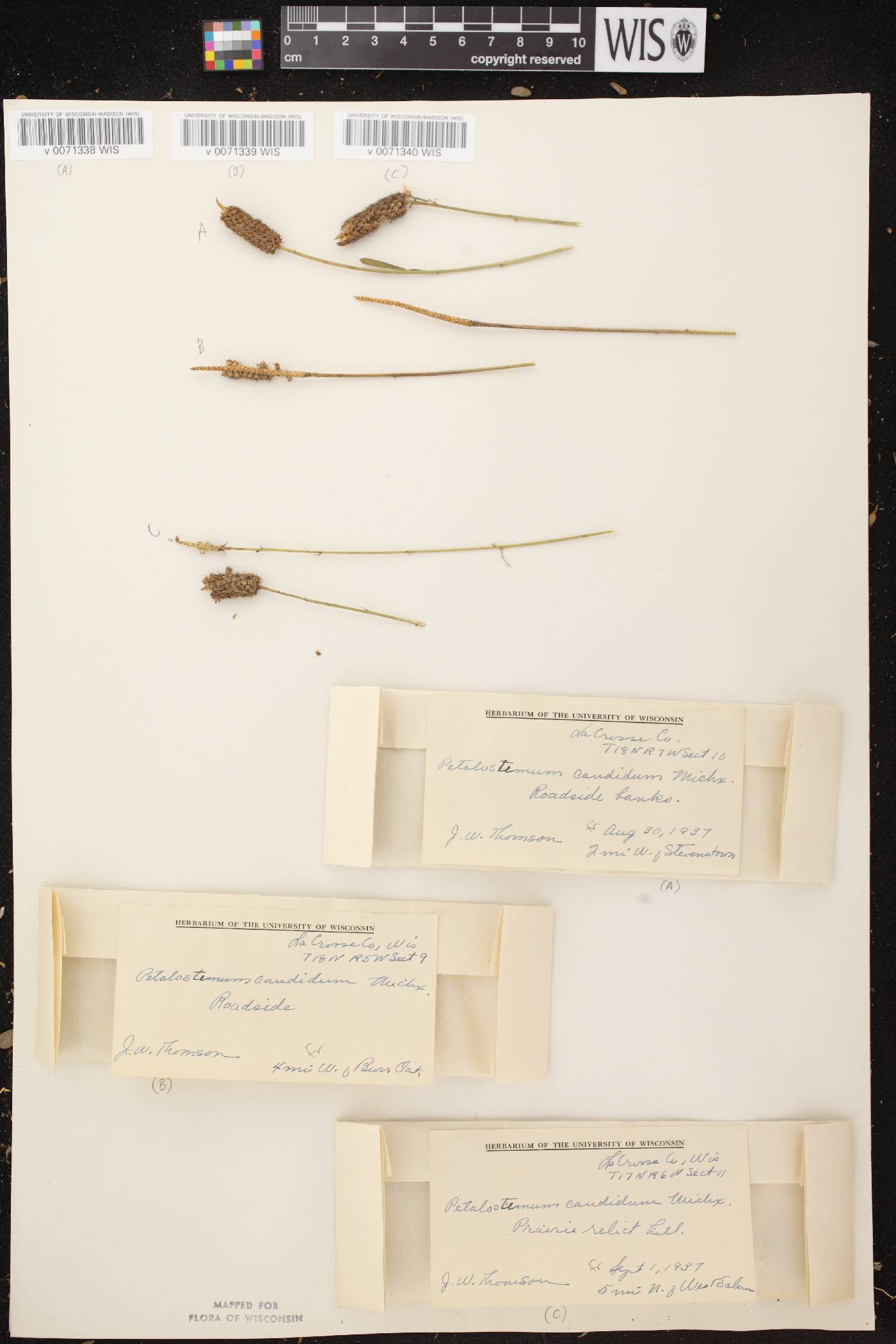 Dalea candida image