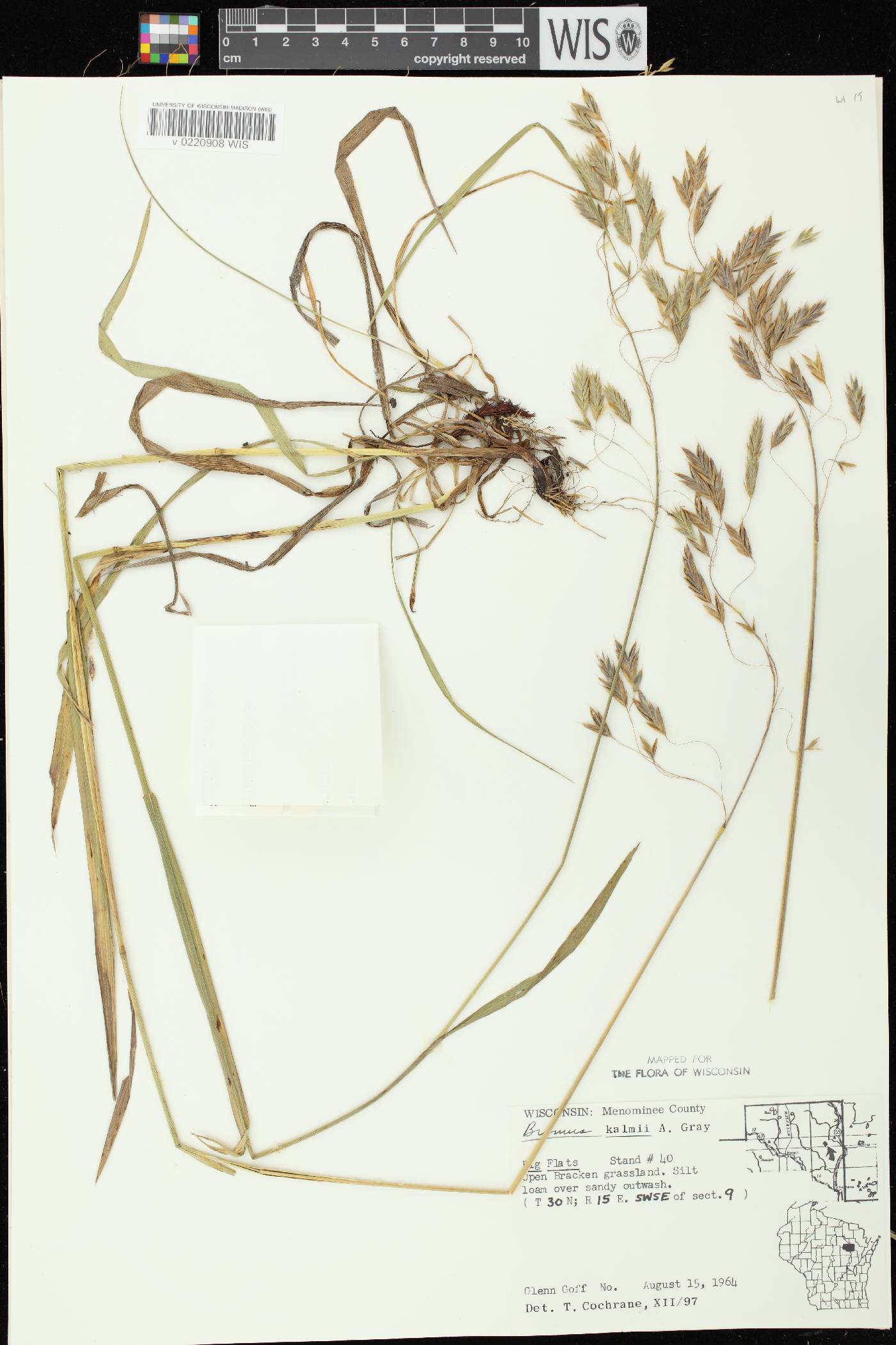 Bromus kalmii image