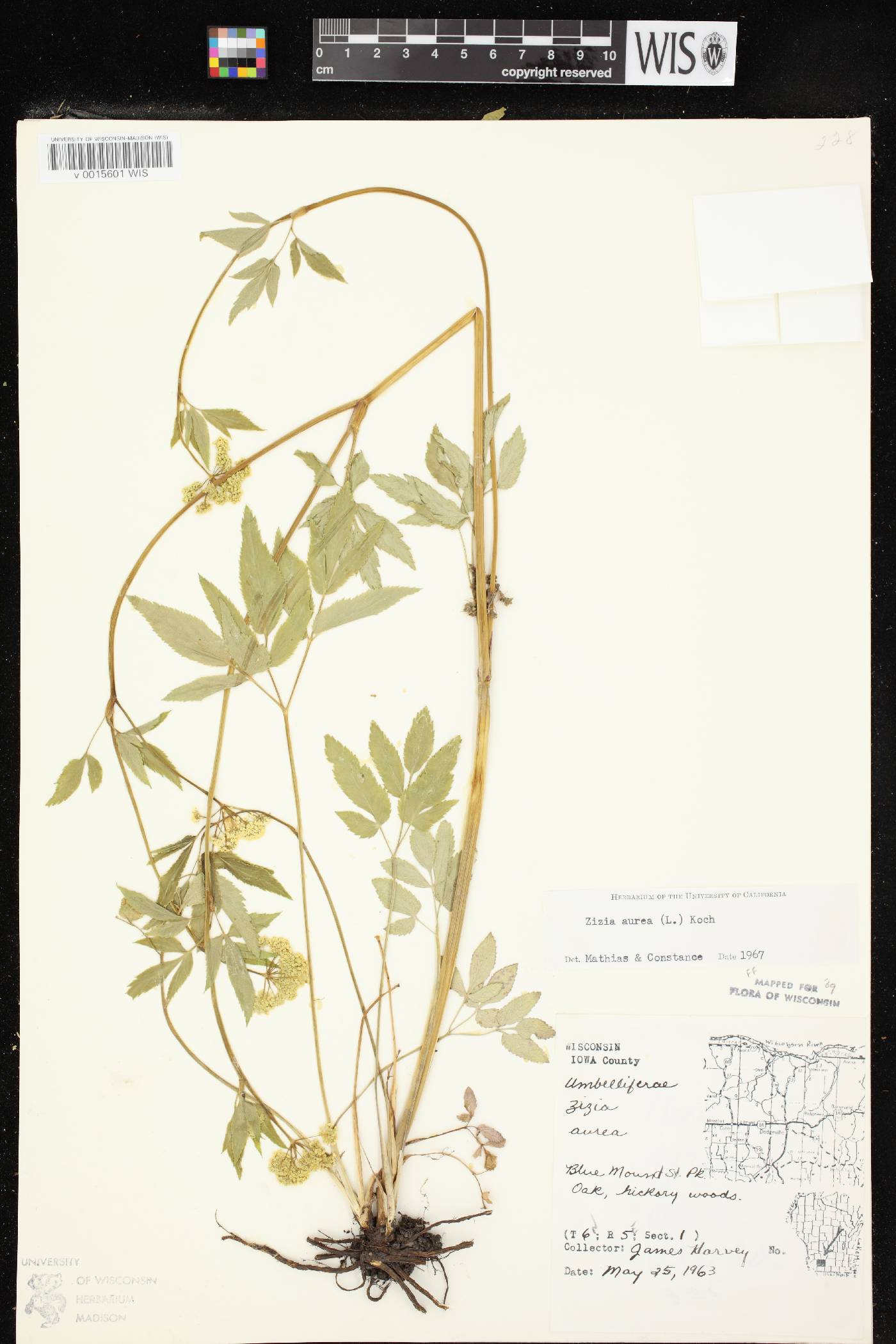 Zizia aurea image