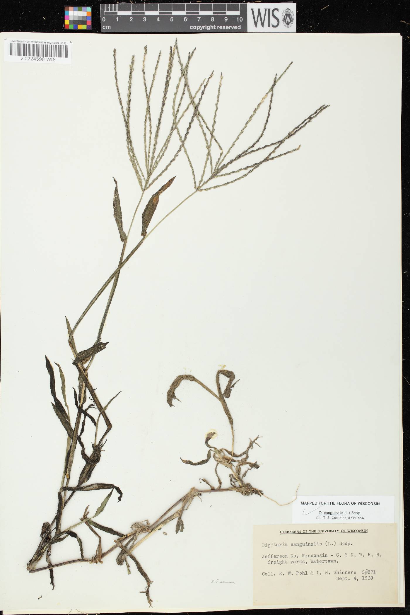 Digitaria sanguinalis image