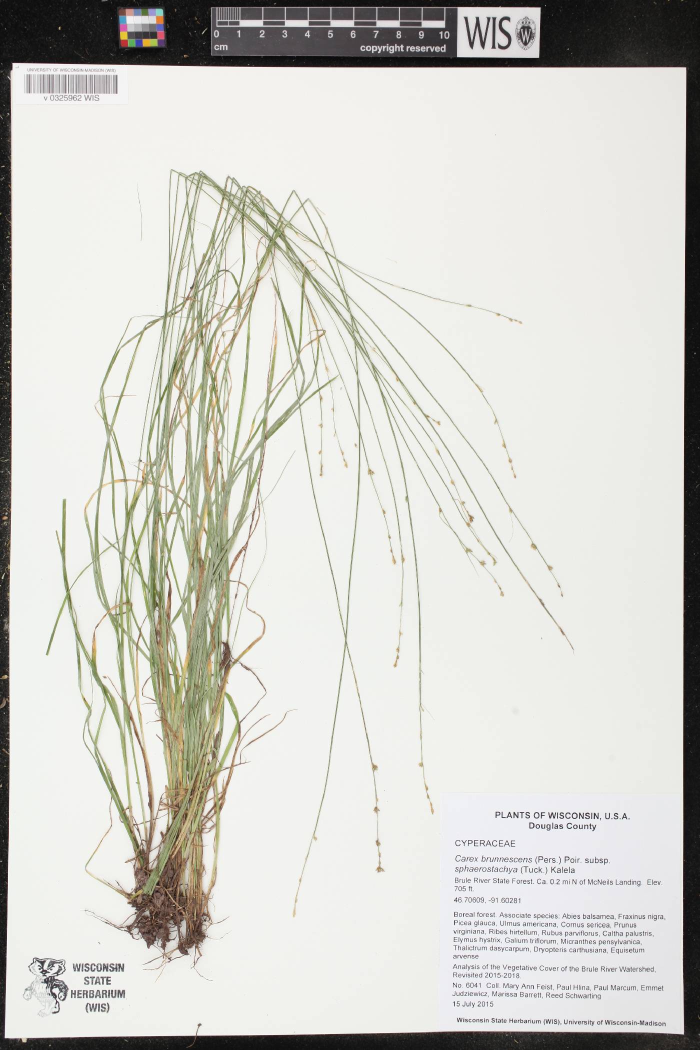 Carex brunnescens subsp. sphaerostachya image