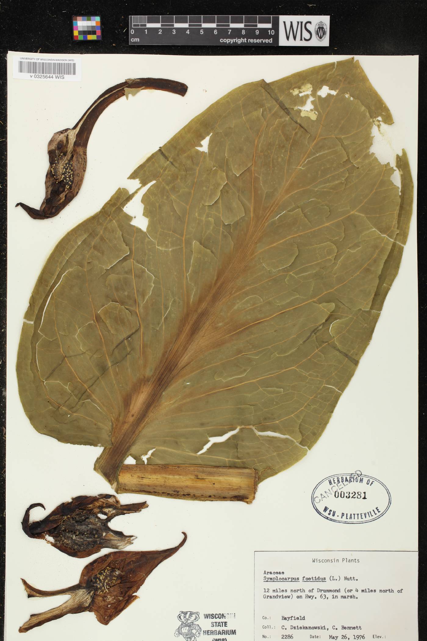 Symplocarpus foetidus image