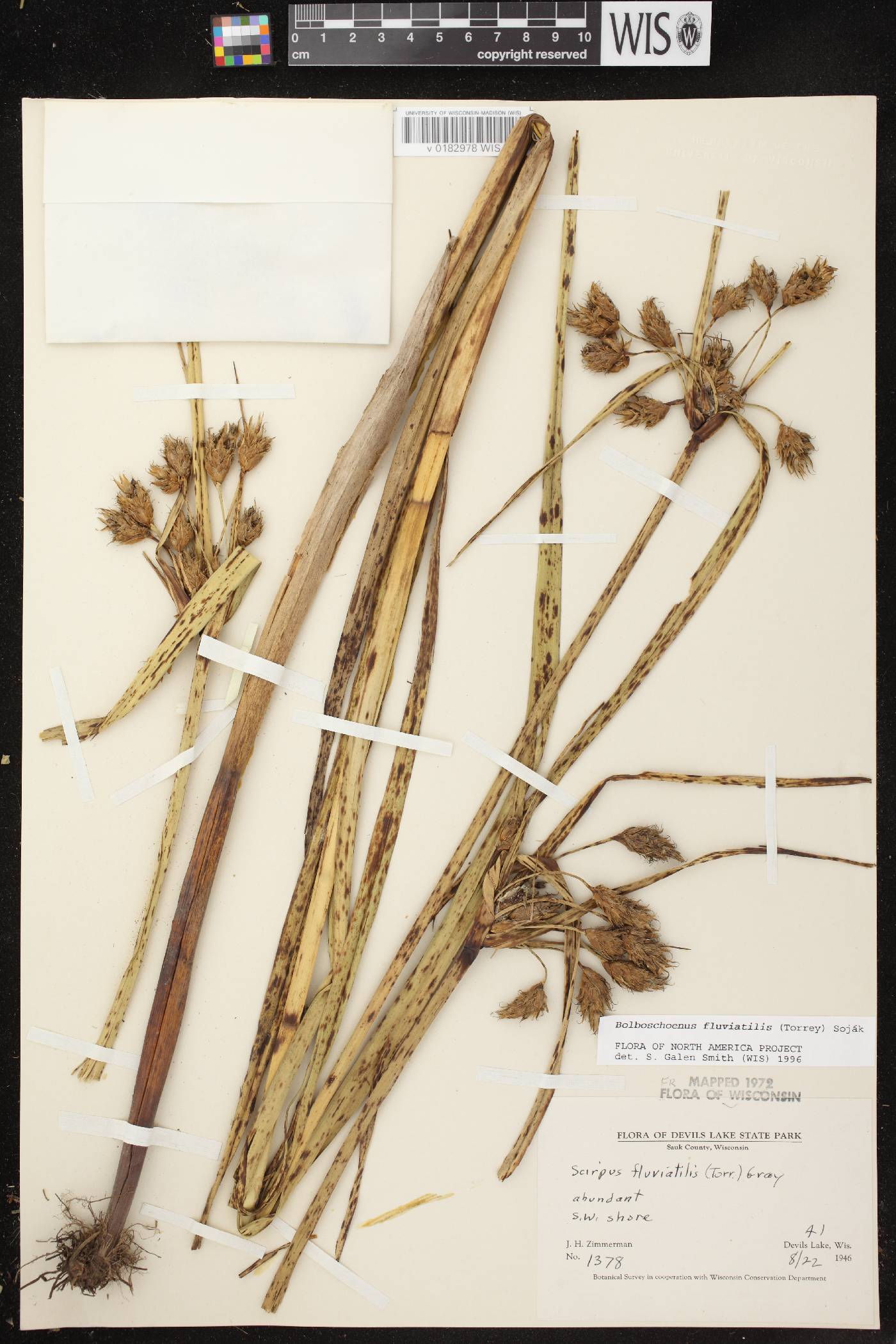 Bolboschoenus fluviatilis image