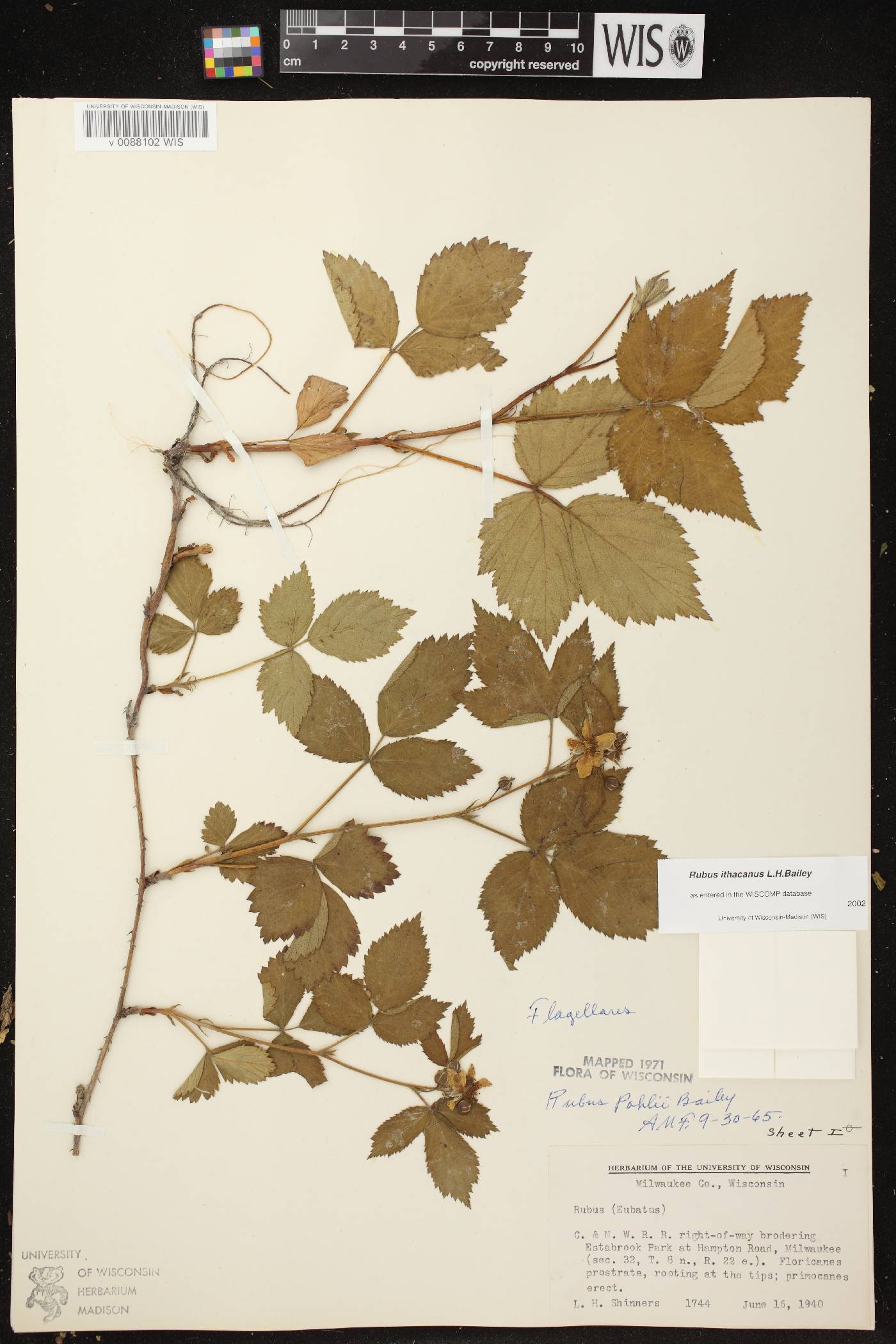 Rubus flagellaris image