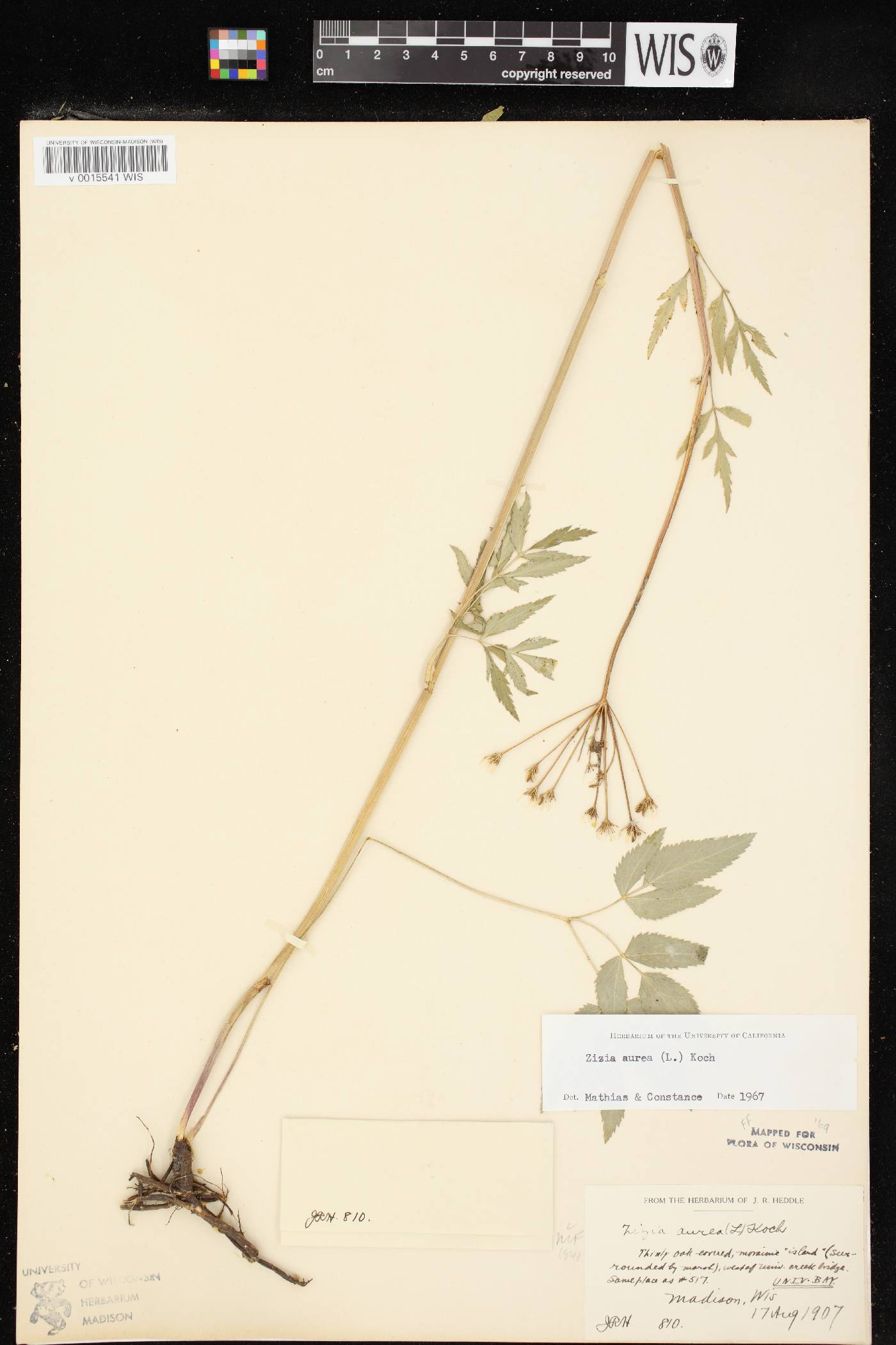 Zizia aurea image
