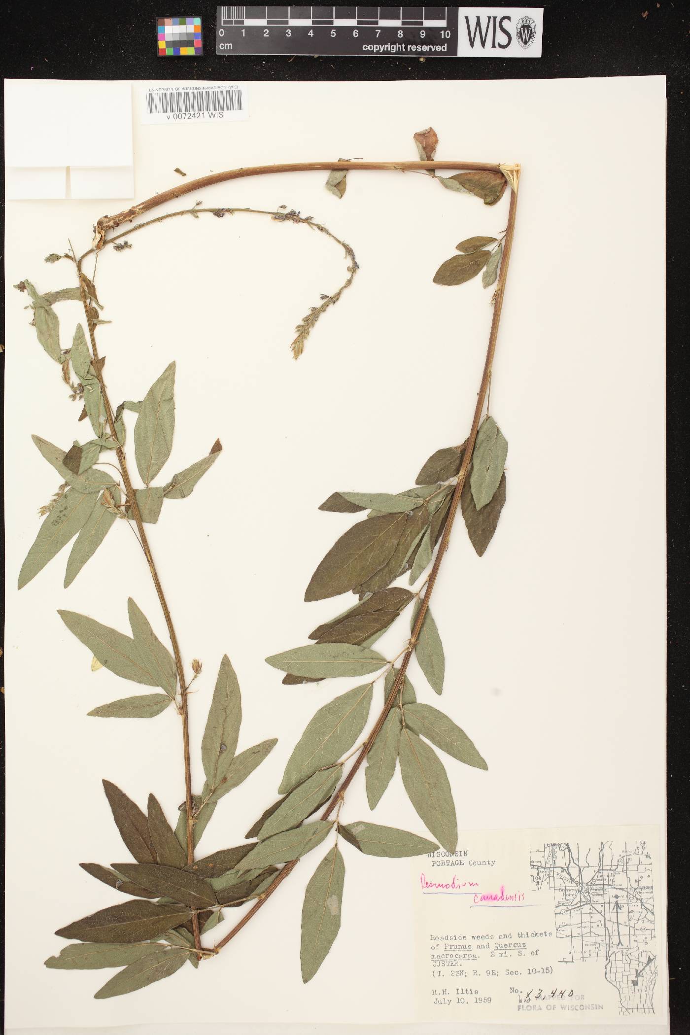 Desmodium canadense image