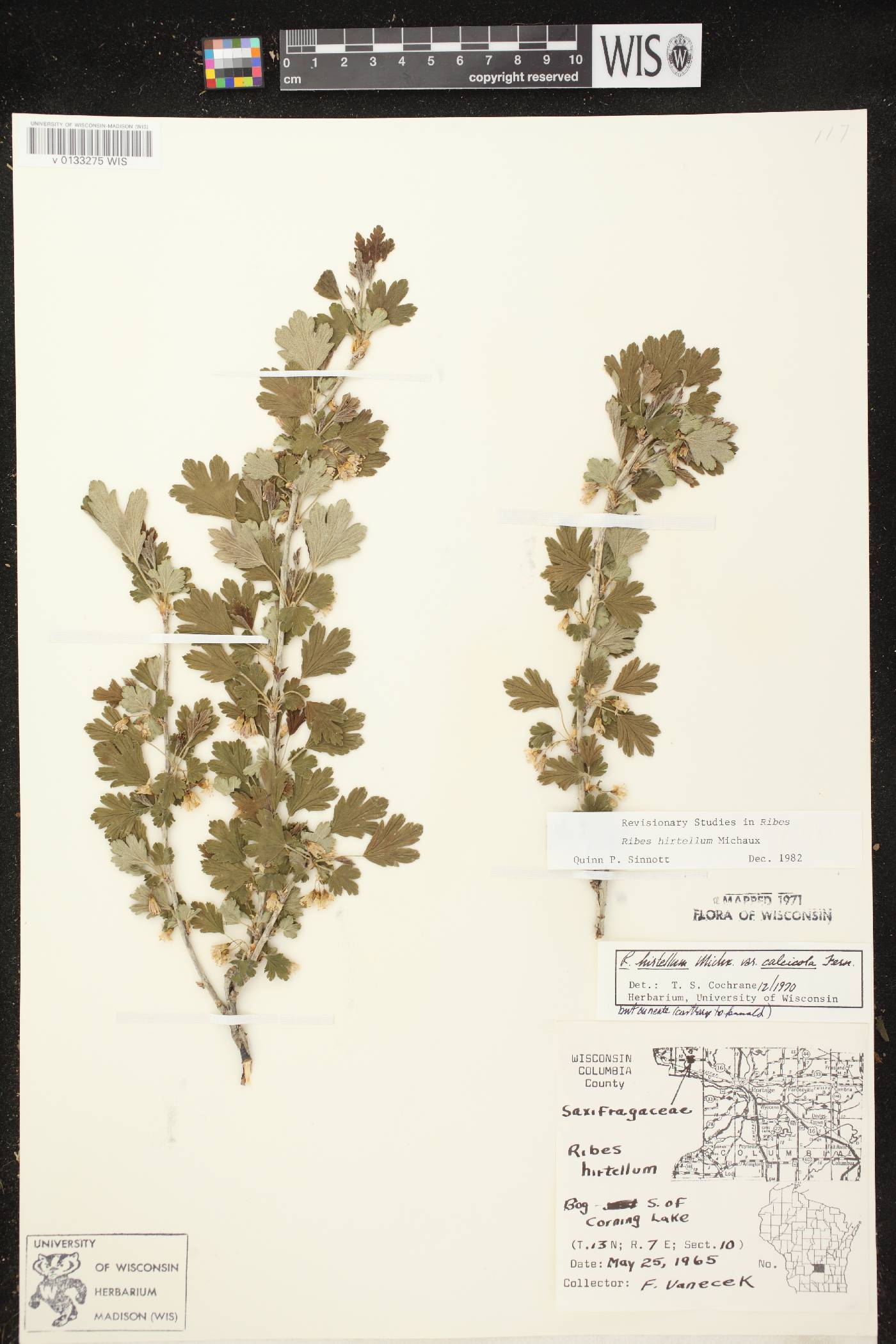 Ribes hirtellum image