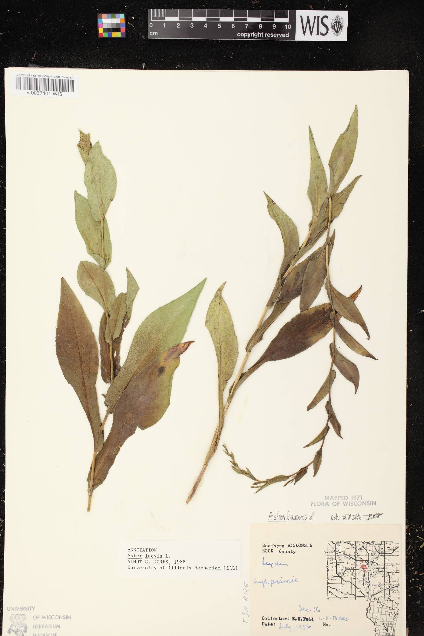 Symphyotrichum laeve image