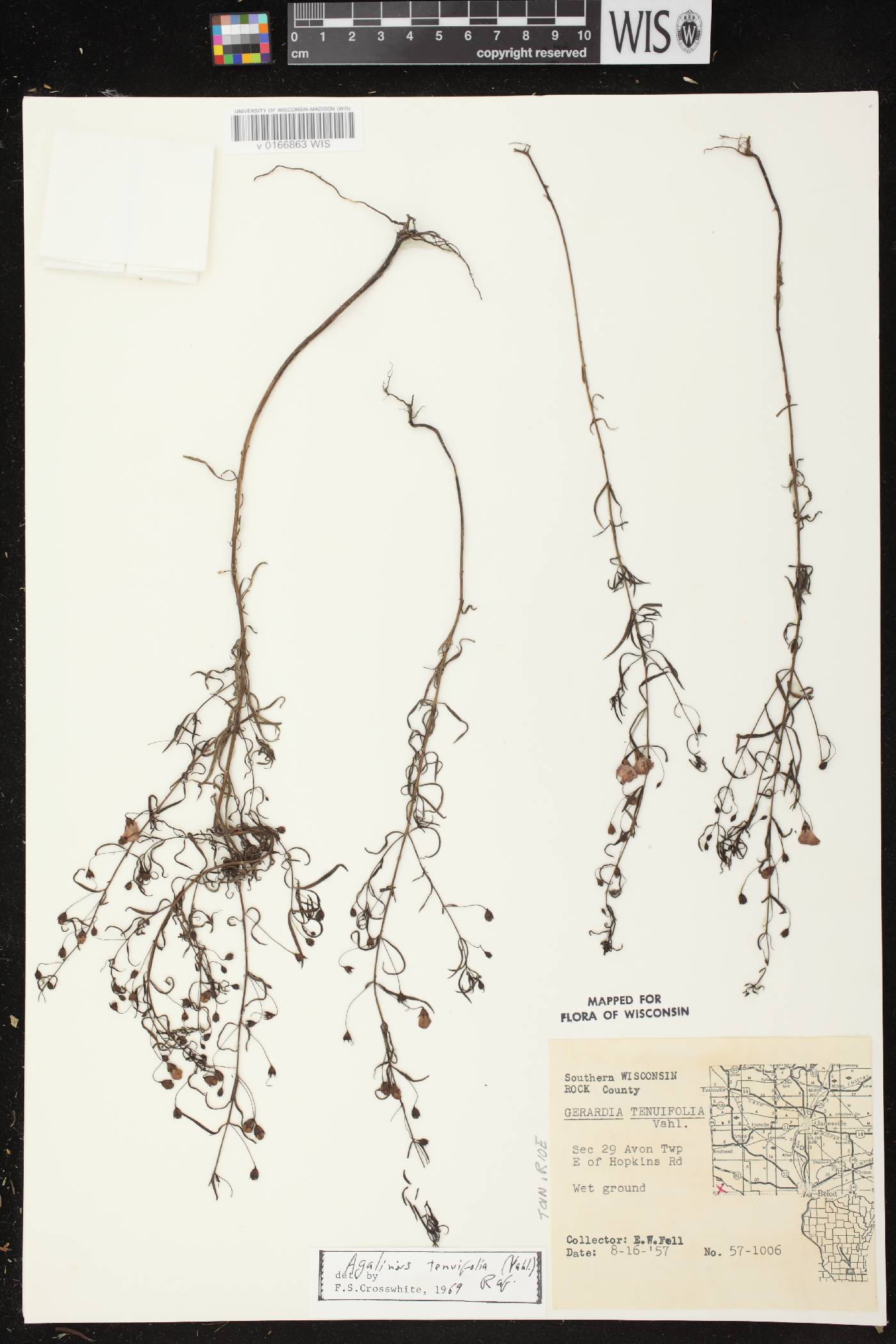 Agalinis tenuifolia image