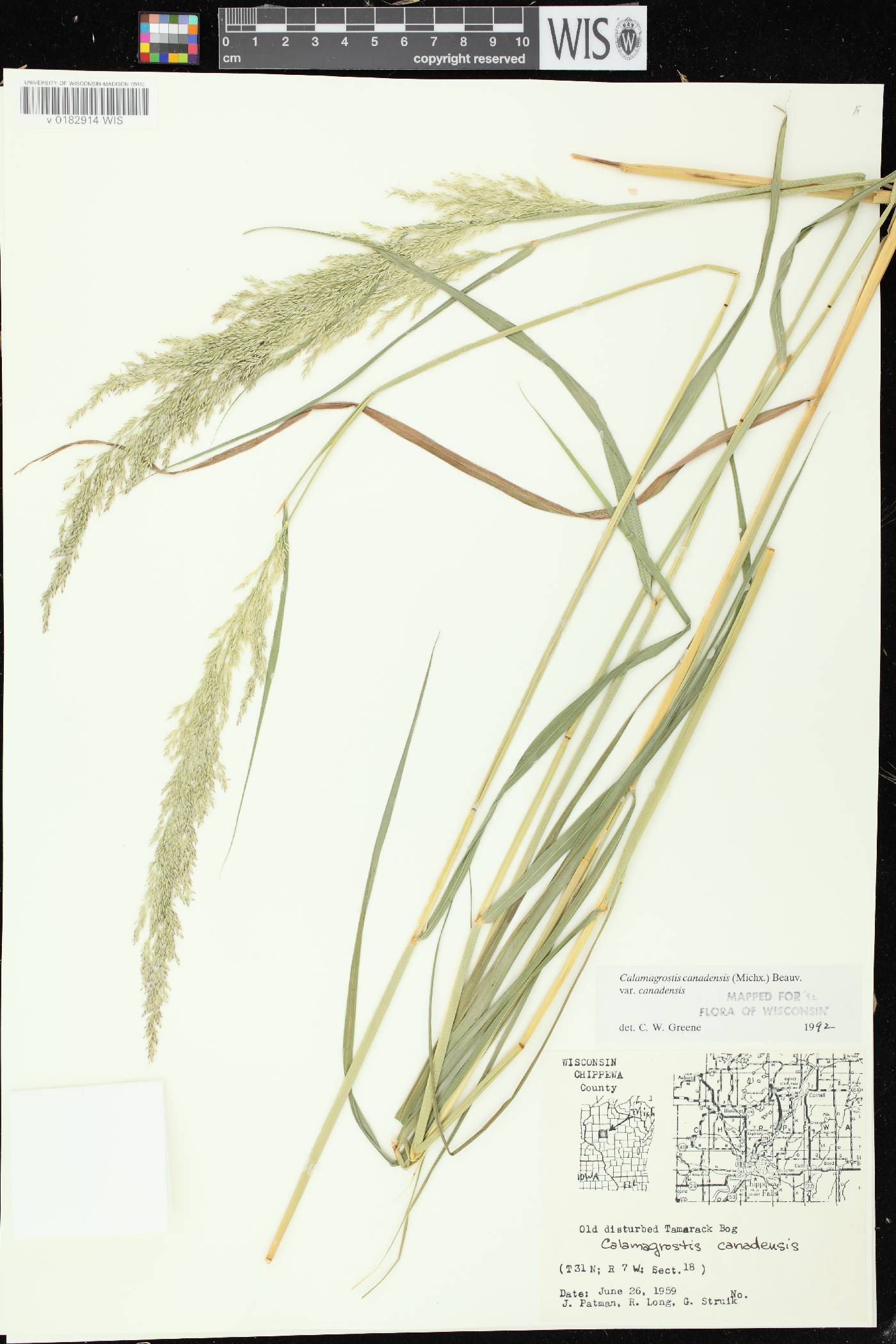 Calamagrostis canadensis var. canadensis image