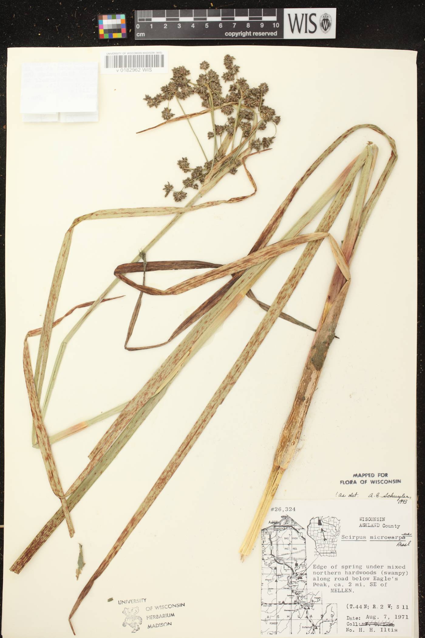 Scirpus microcarpus image