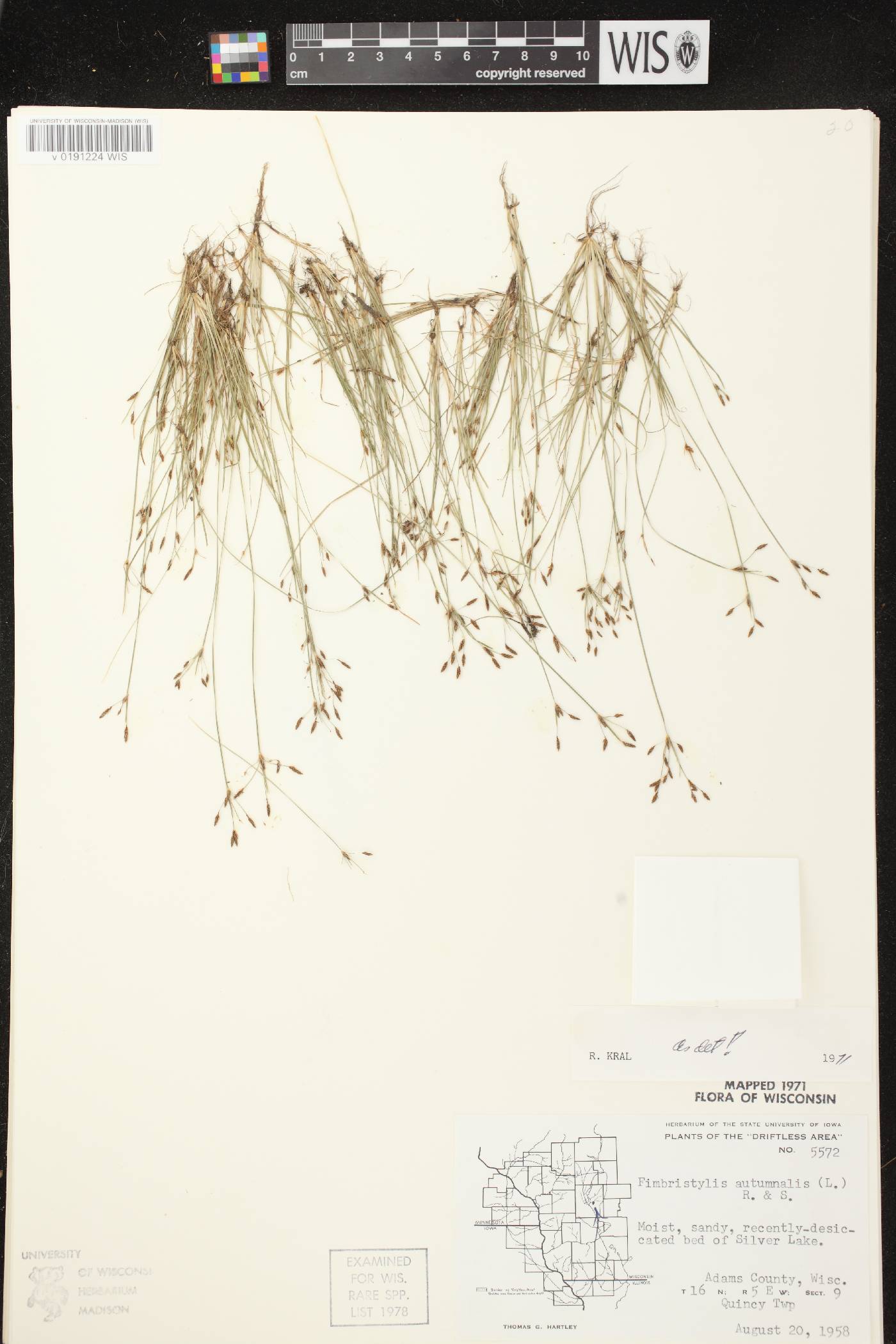 Fimbristylis autumnalis image