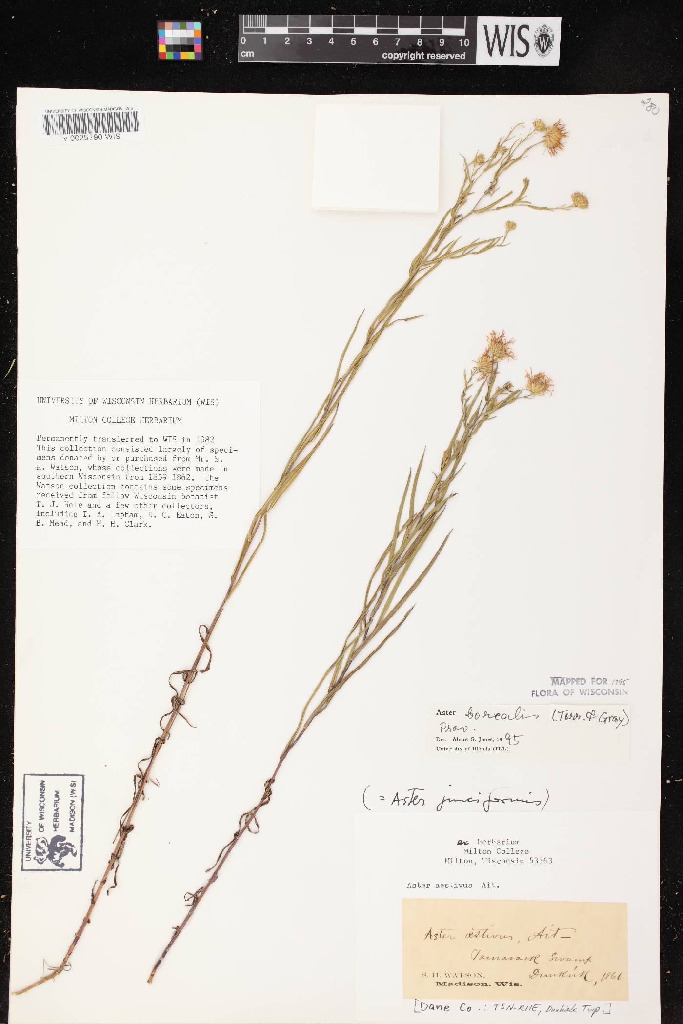 Symphyotrichum boreale image