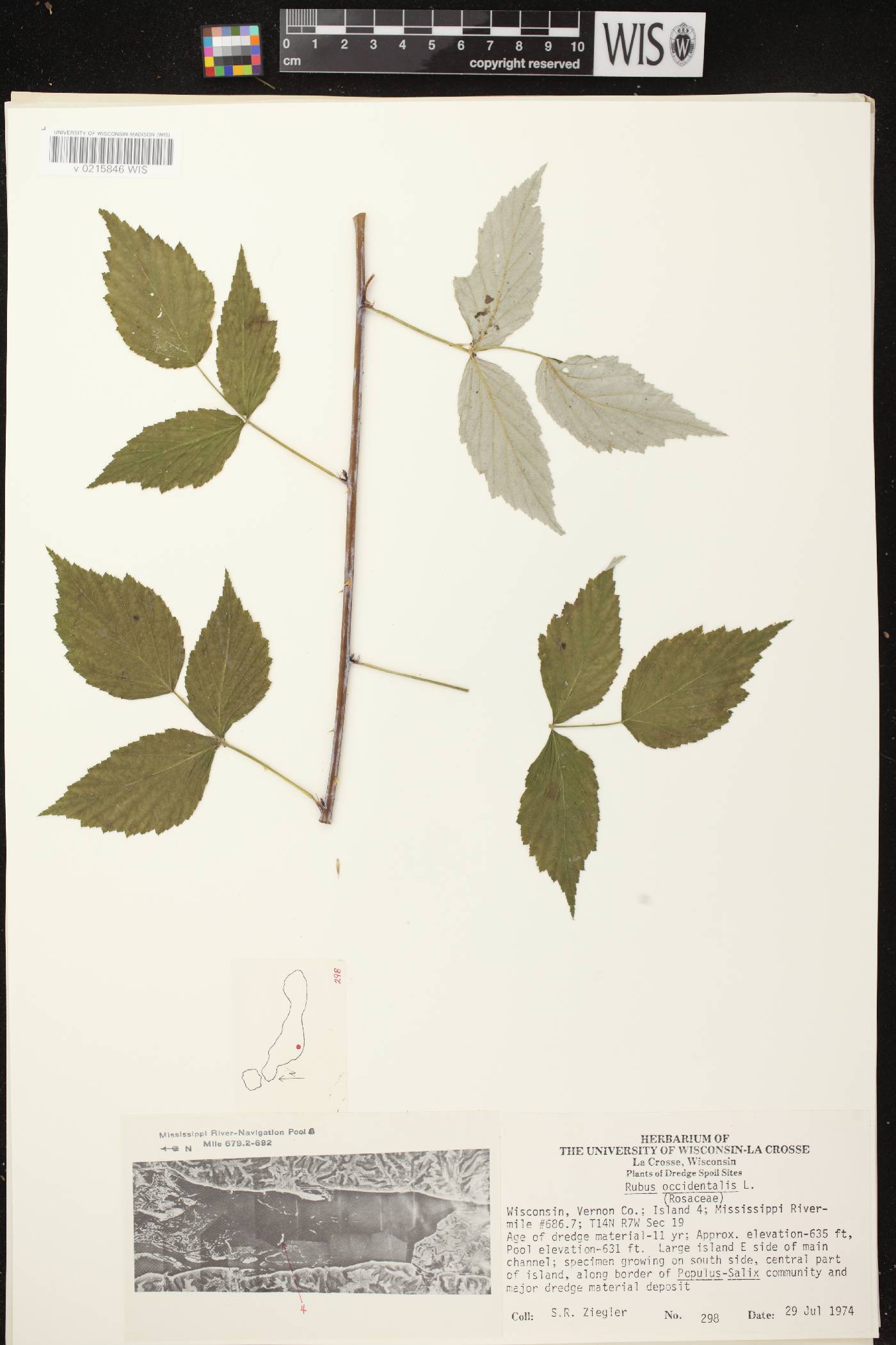 Rubus occidentalis image