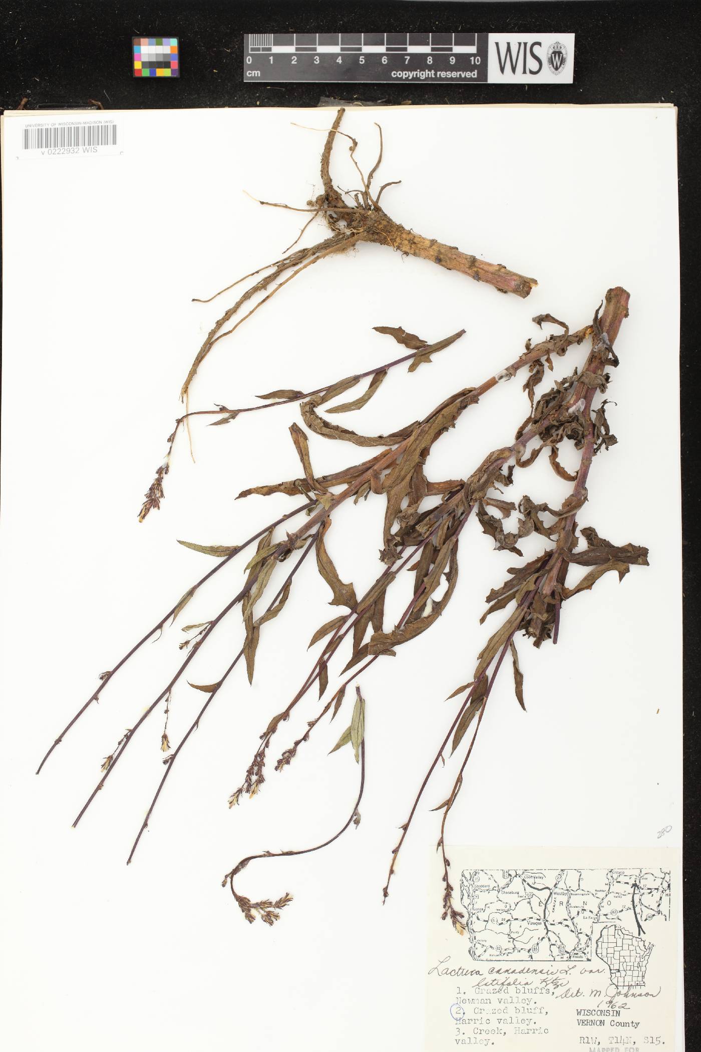 Lactuca canadensis image