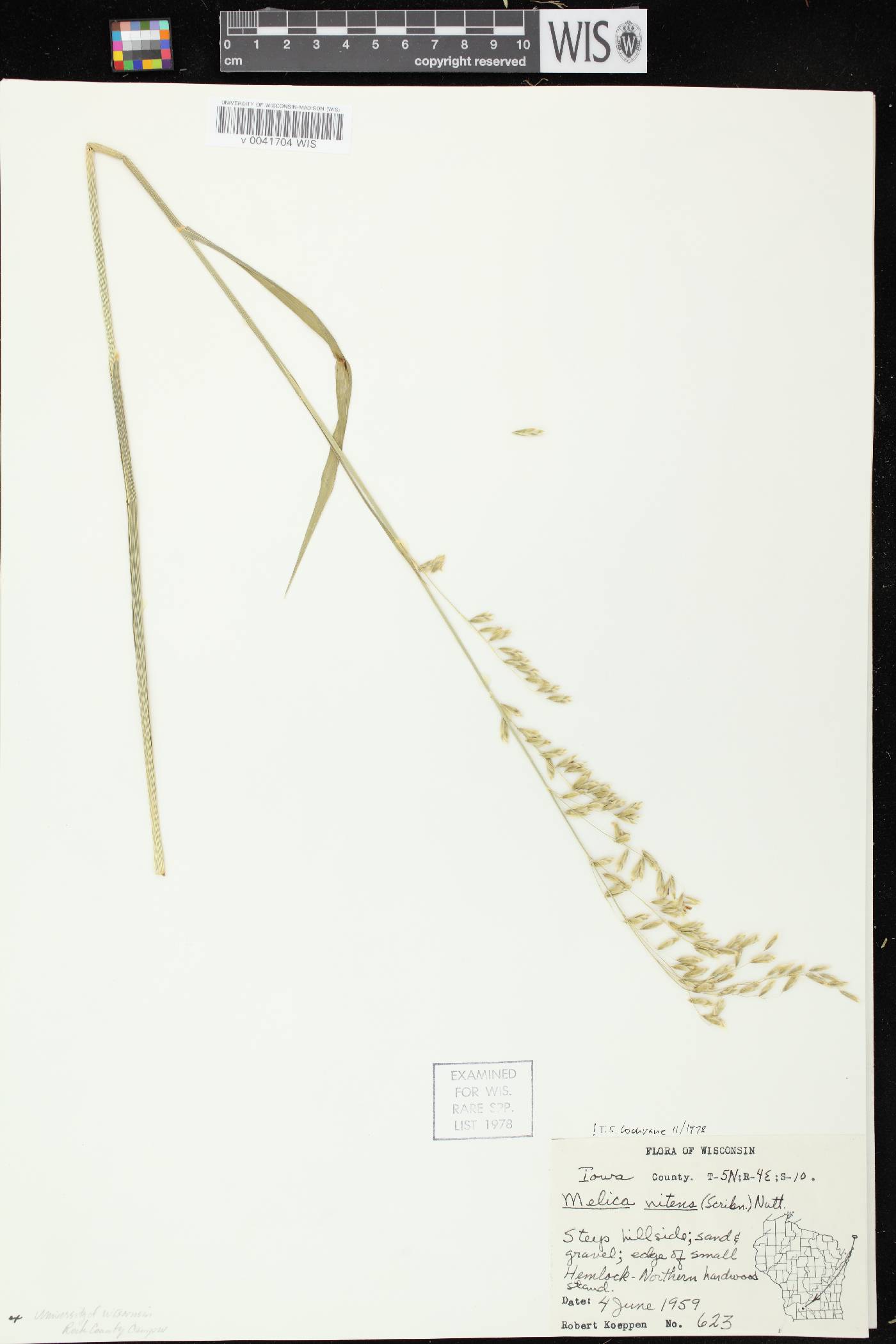 Melica nitens image