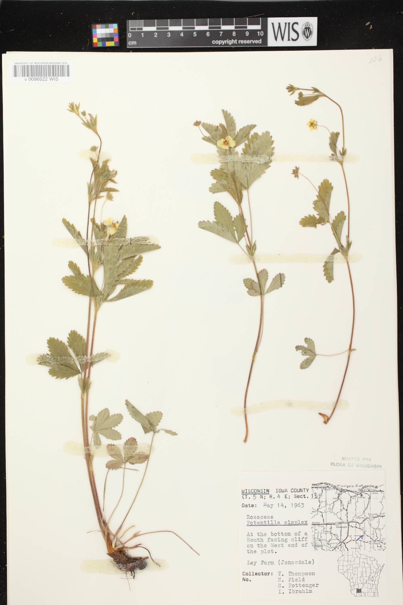Potentilla simplex image
