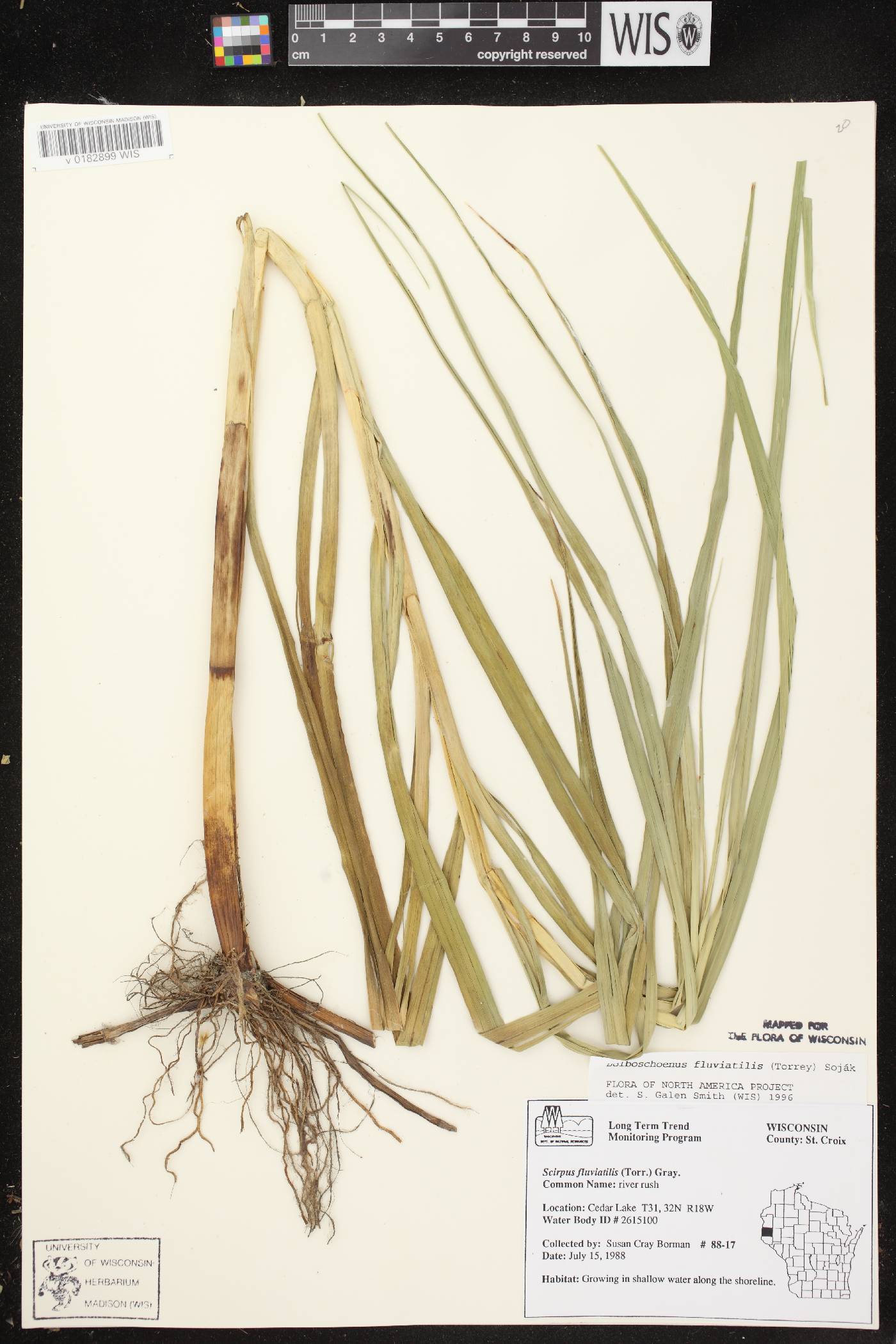 Bolboschoenus fluviatilis image
