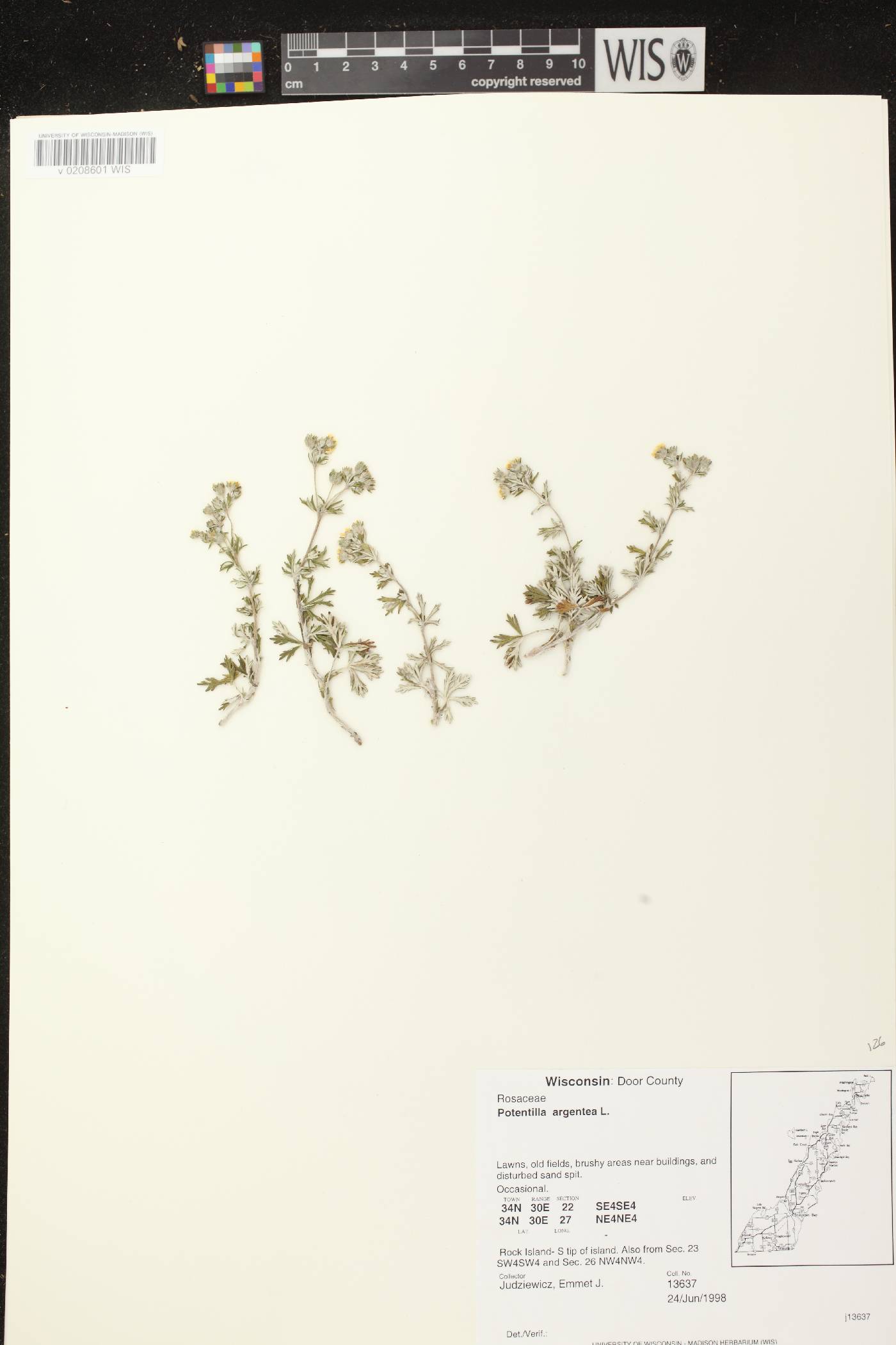 Potentilla argentea image
