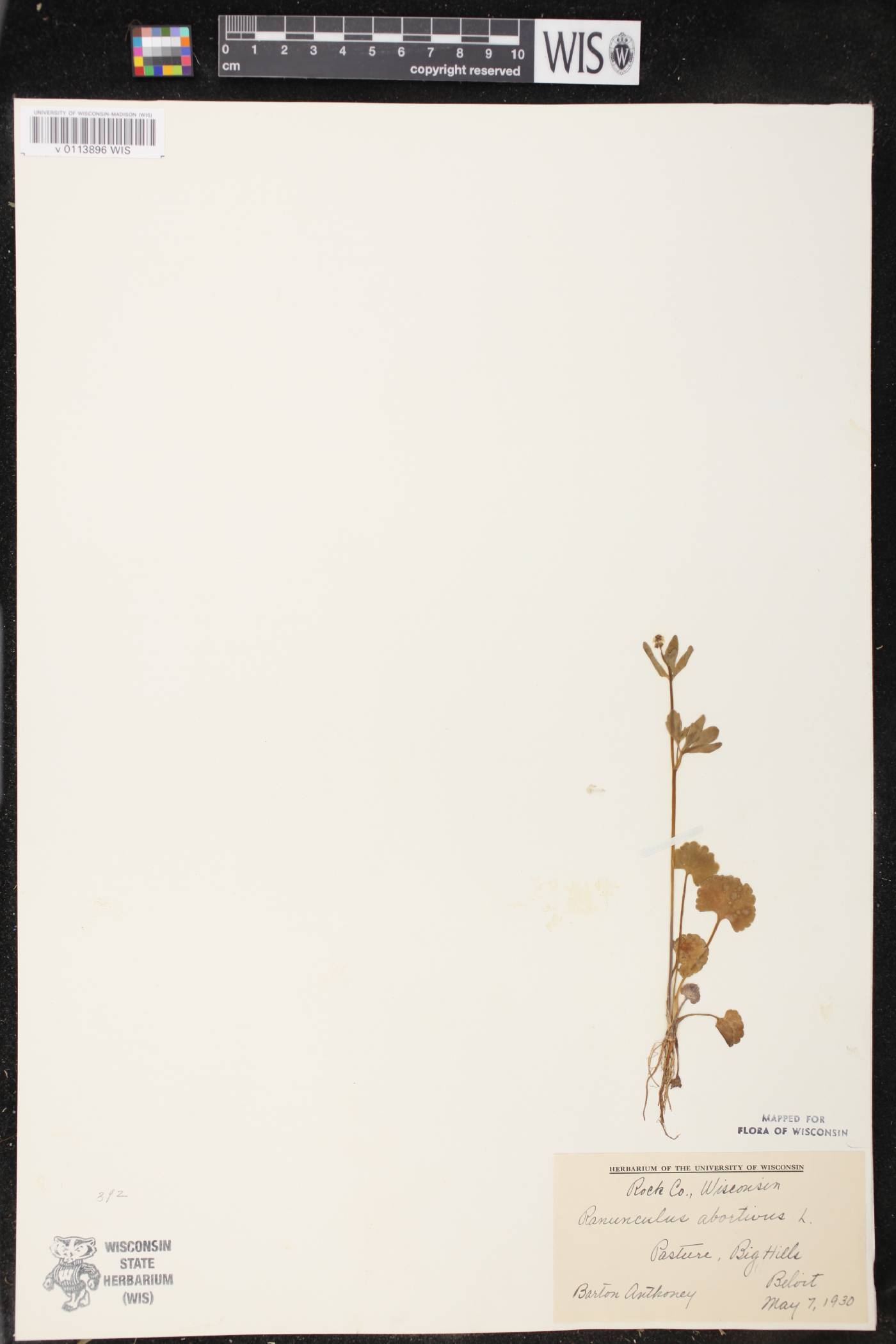 Ranunculus abortivus image