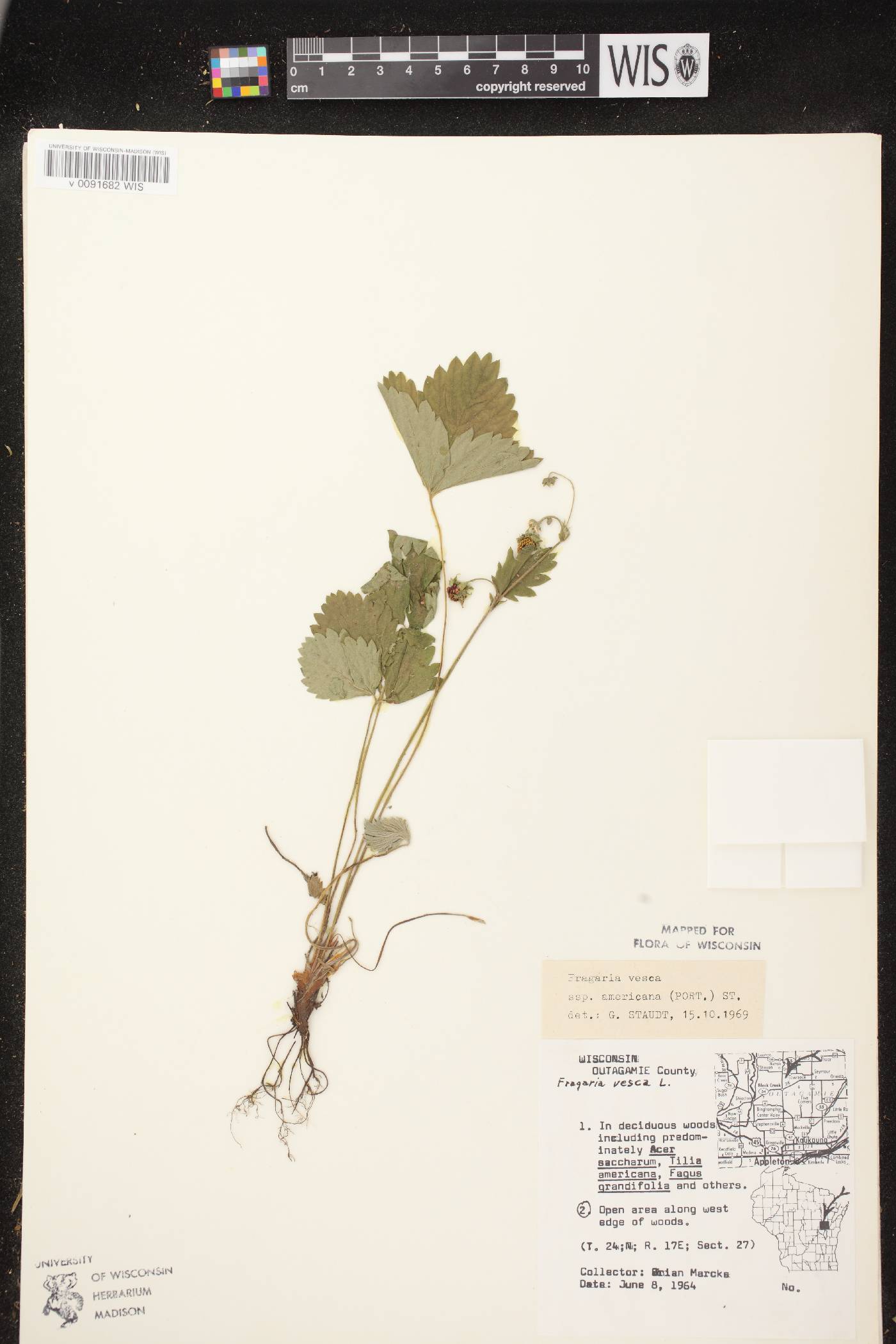 Fragaria vesca subsp. americana image