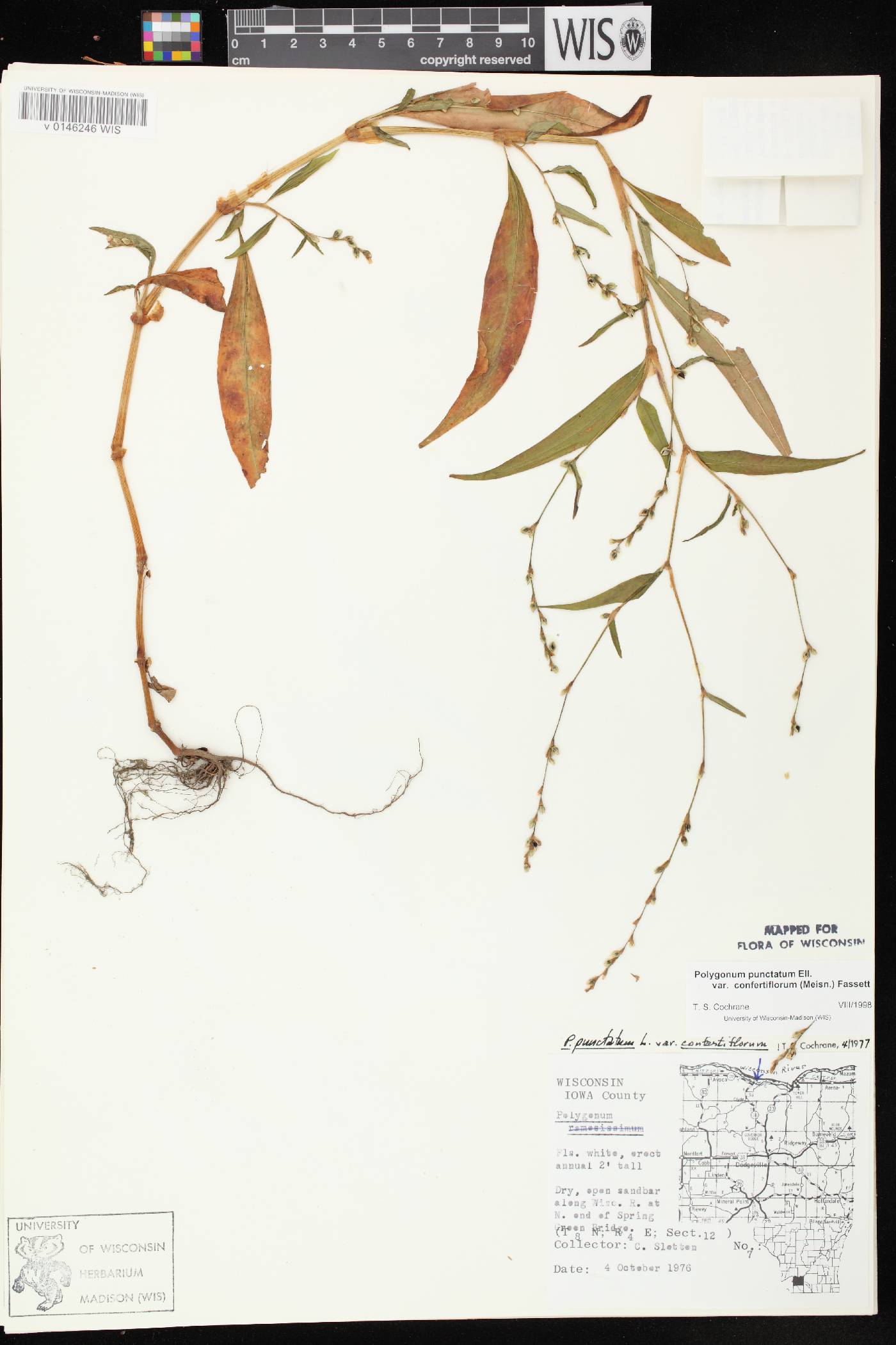 Persicaria punctata image