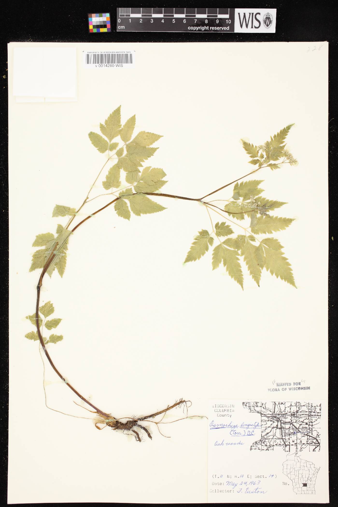 Osmorhiza longistylis image